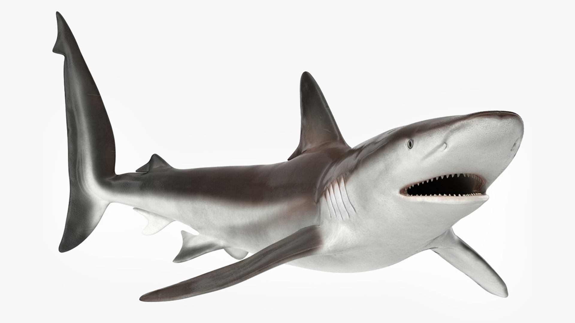 Realistic Whaler Shark Rigged 3D model