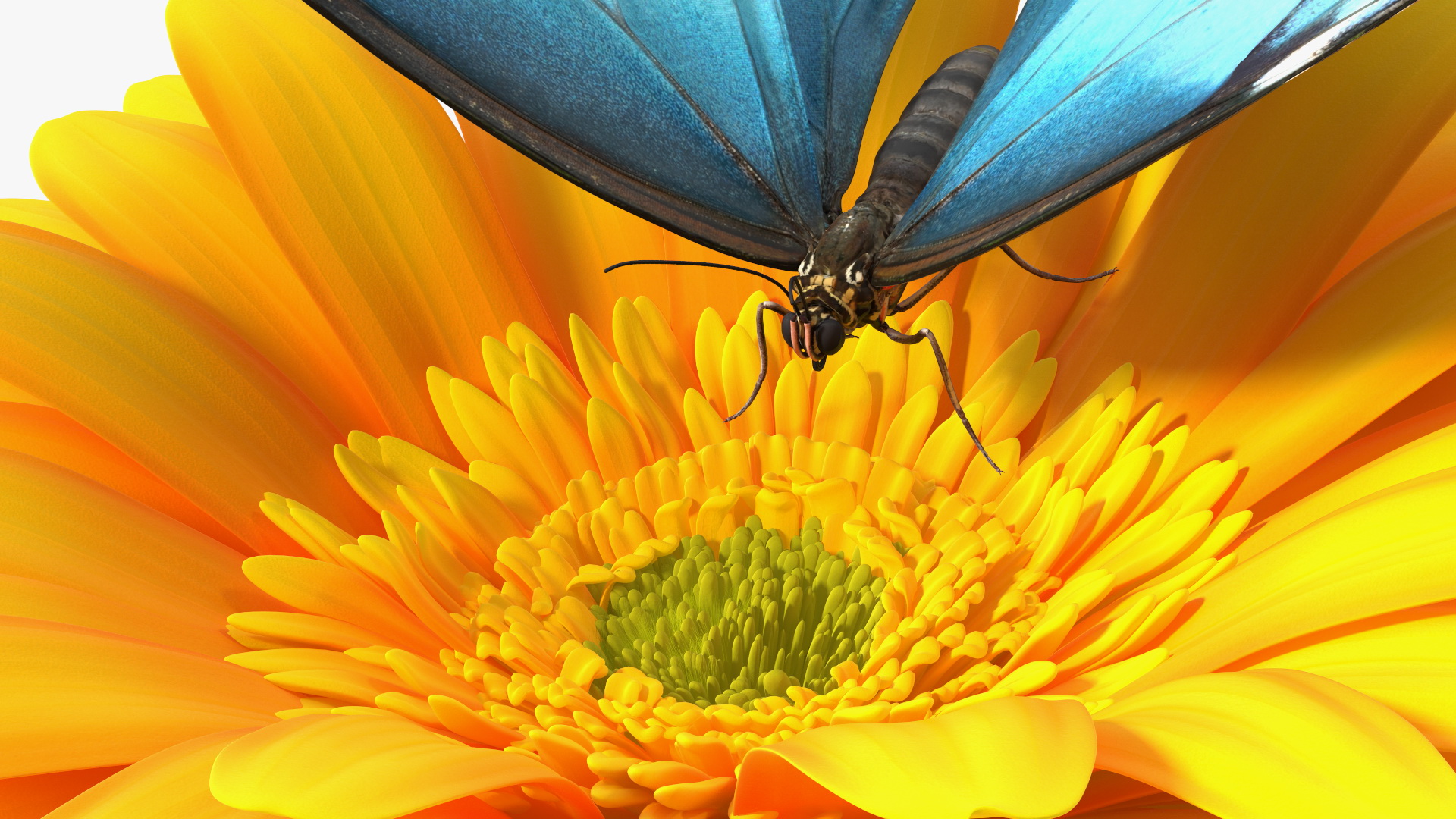 Yellow Gerbera Flower with Emperor Butterfly 3D model