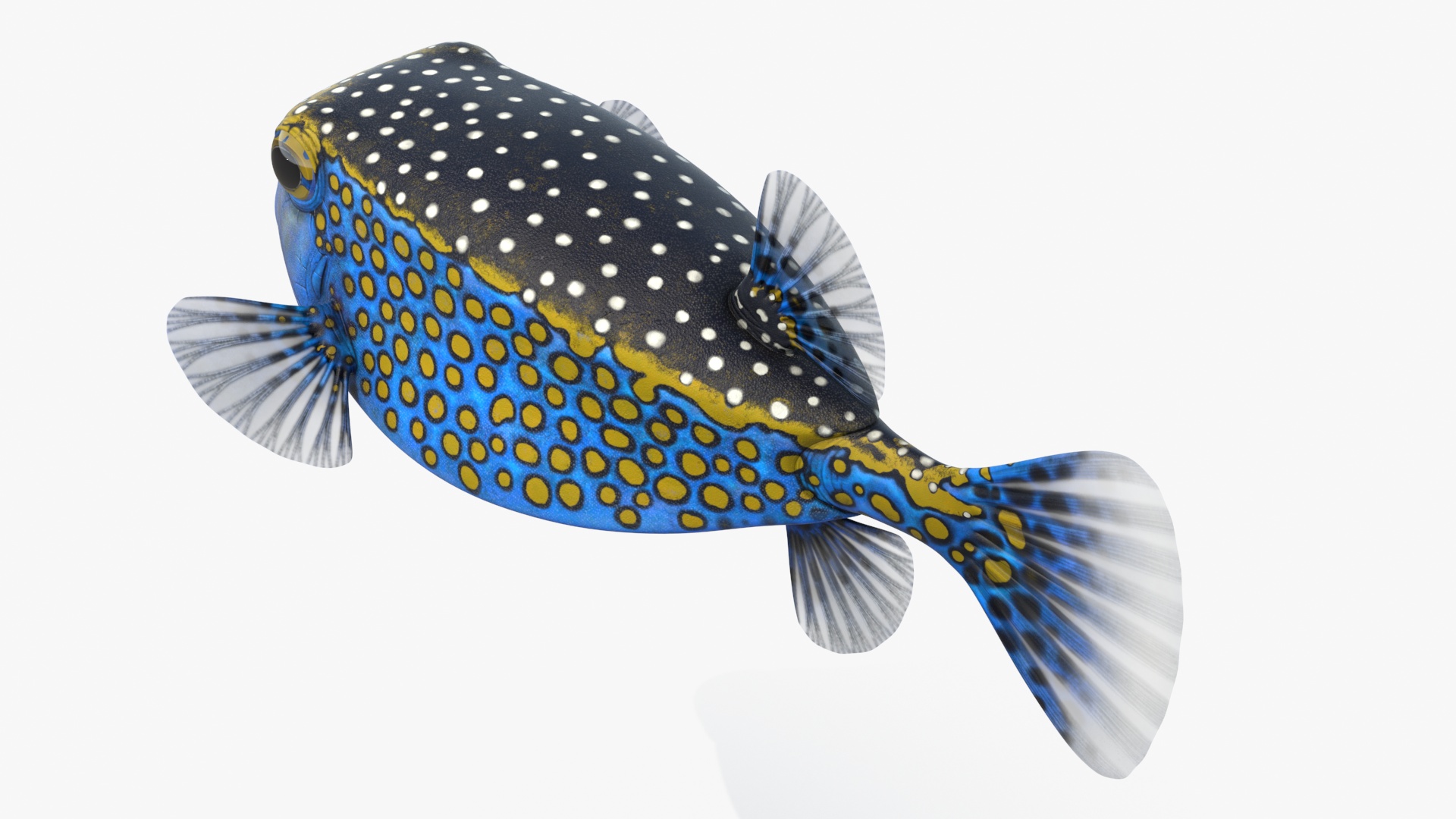 Ostracion Meleagris Fish Blue 3D model