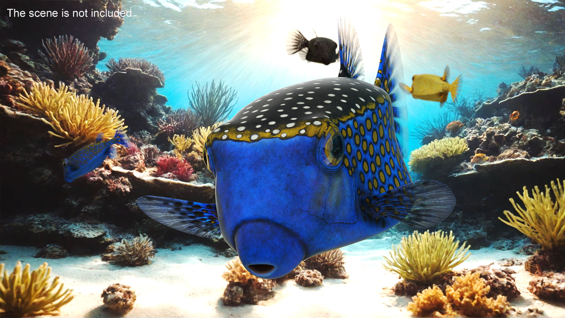 Ostracion Meleagris Fish Blue 3D model