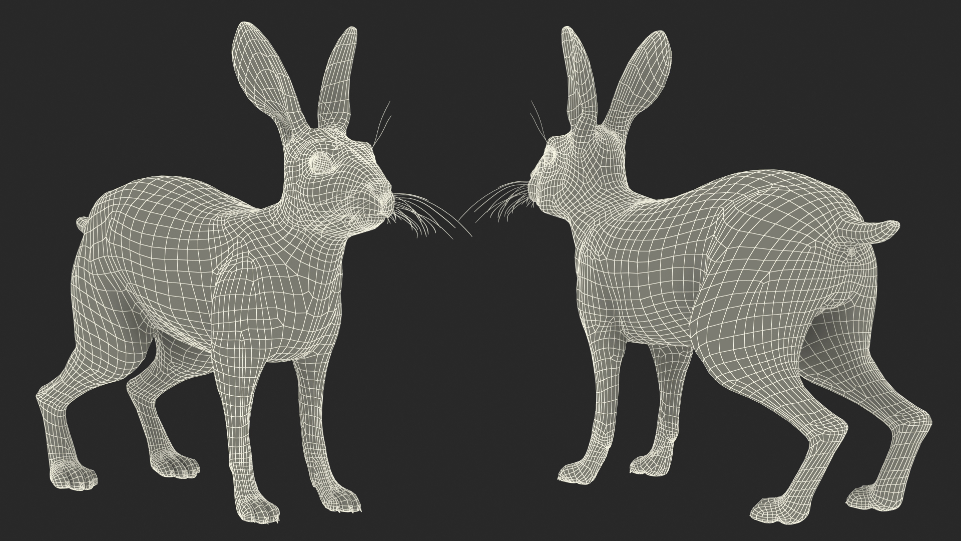 3D Winter White Hare Fur Rigged model