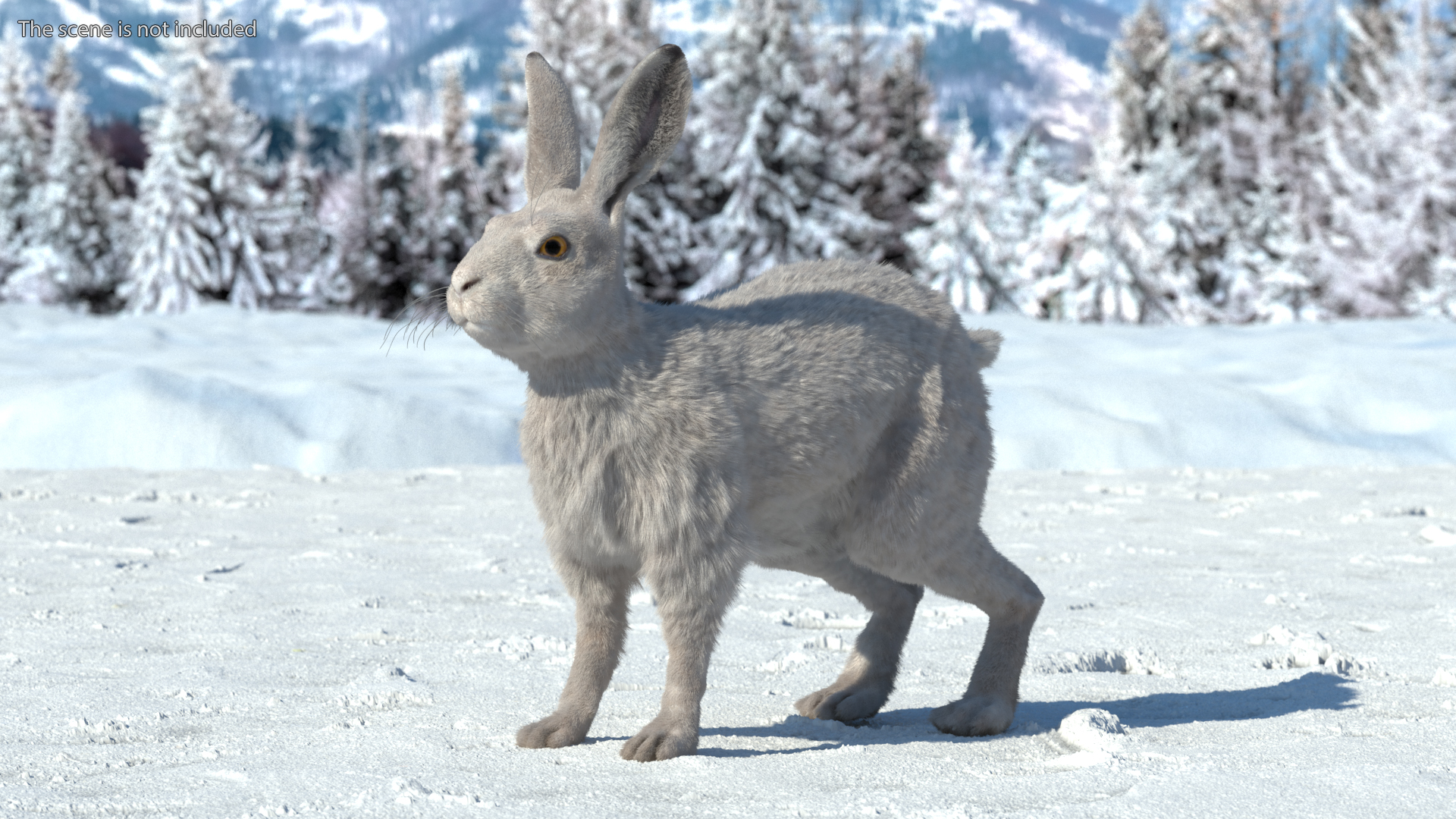 3D Winter White Hare Fur Rigged model