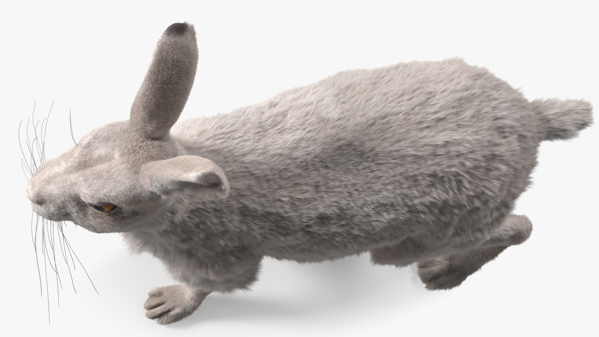 3D Winter White Hare Fur Rigged model