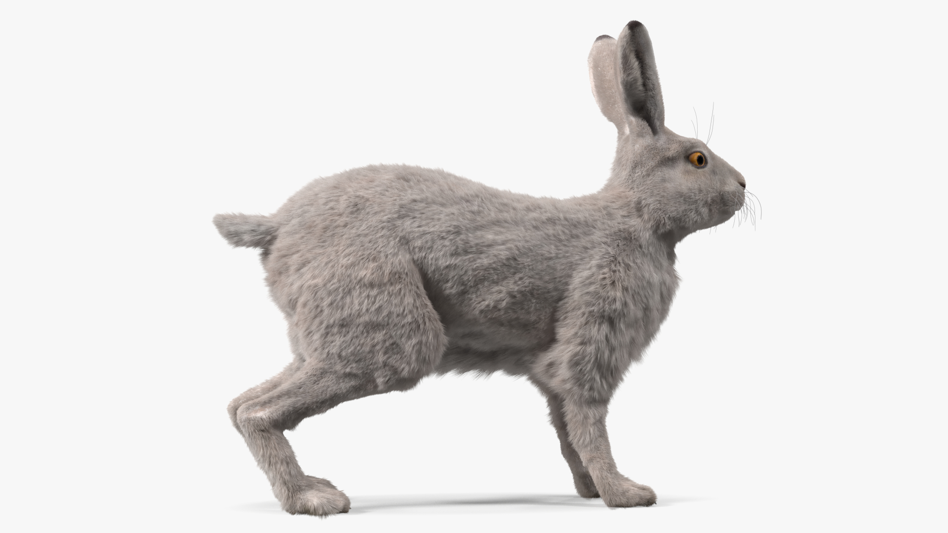 3D Winter White Hare Fur Rigged model