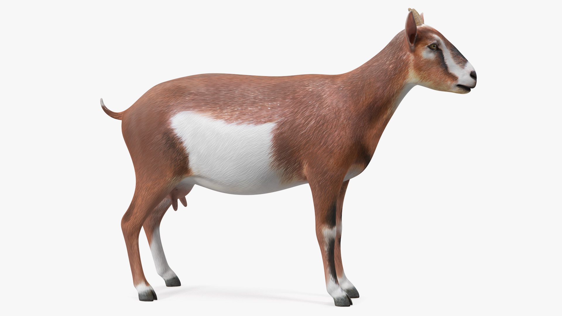 3D Dairy Goat Brown