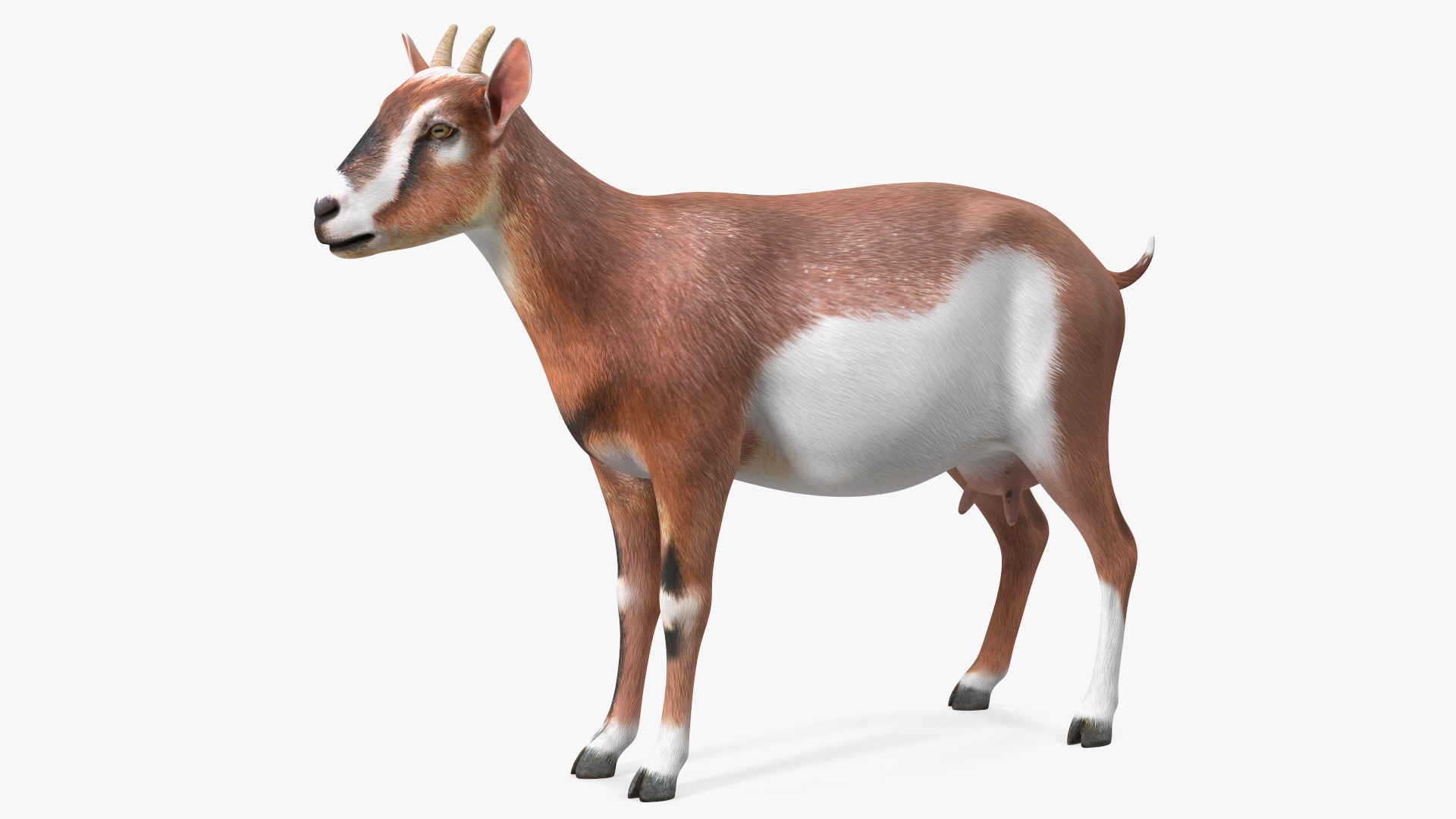 3D Dairy Goat Brown