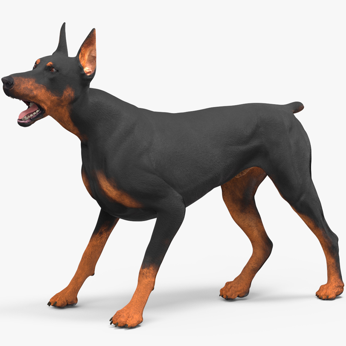 Doberman Pinscher Dog Rigged for Cinema 4D 3D