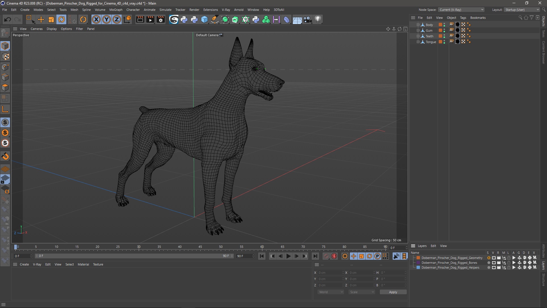 Doberman Pinscher Dog Rigged for Cinema 4D 3D