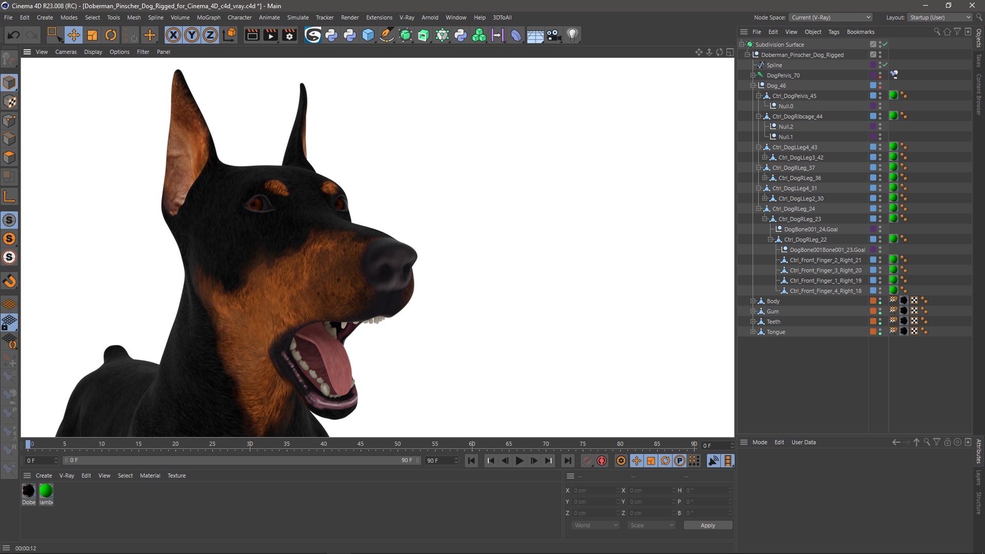 Doberman Pinscher Dog Rigged for Cinema 4D 3D