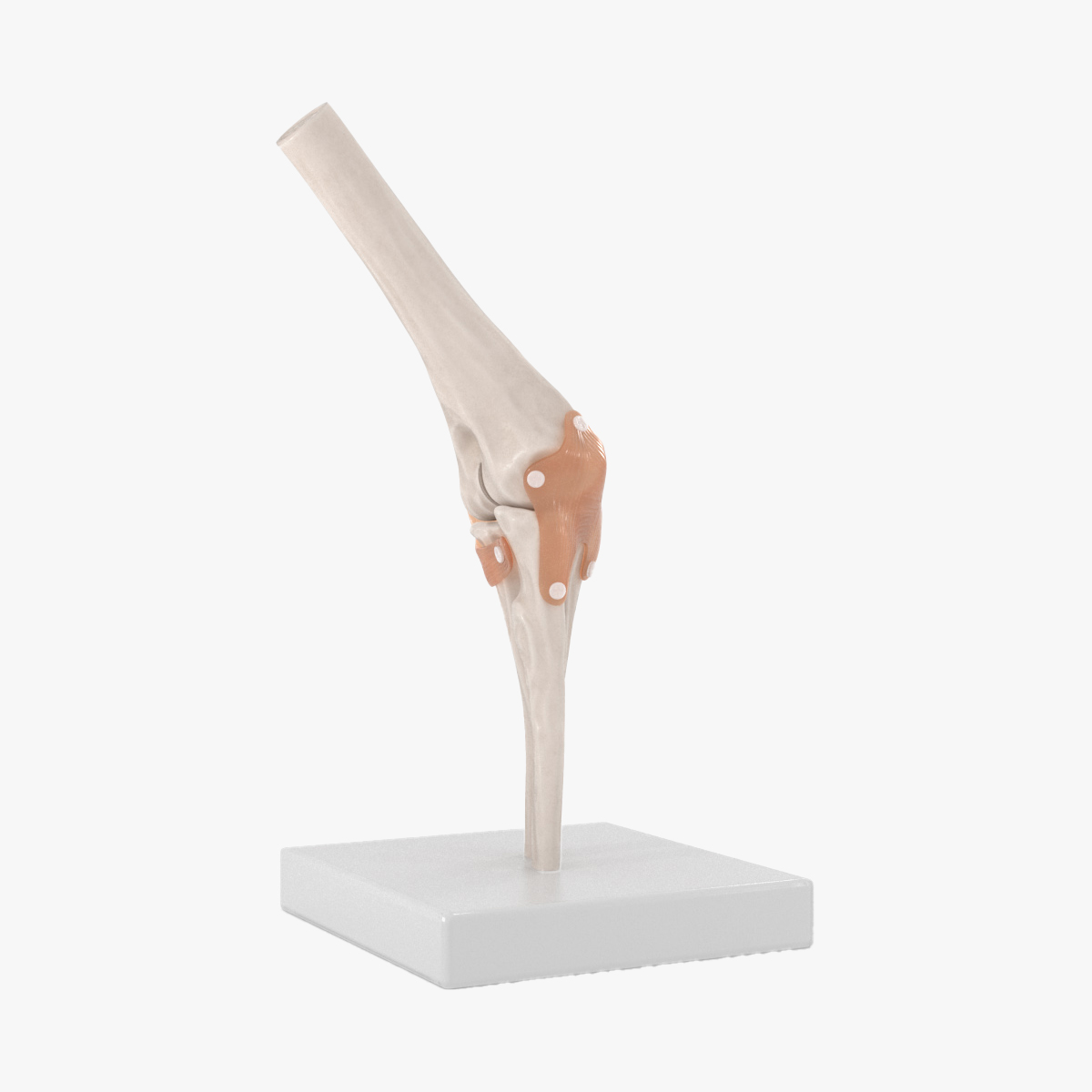 Elbow Joint Rigged for Maya 3D