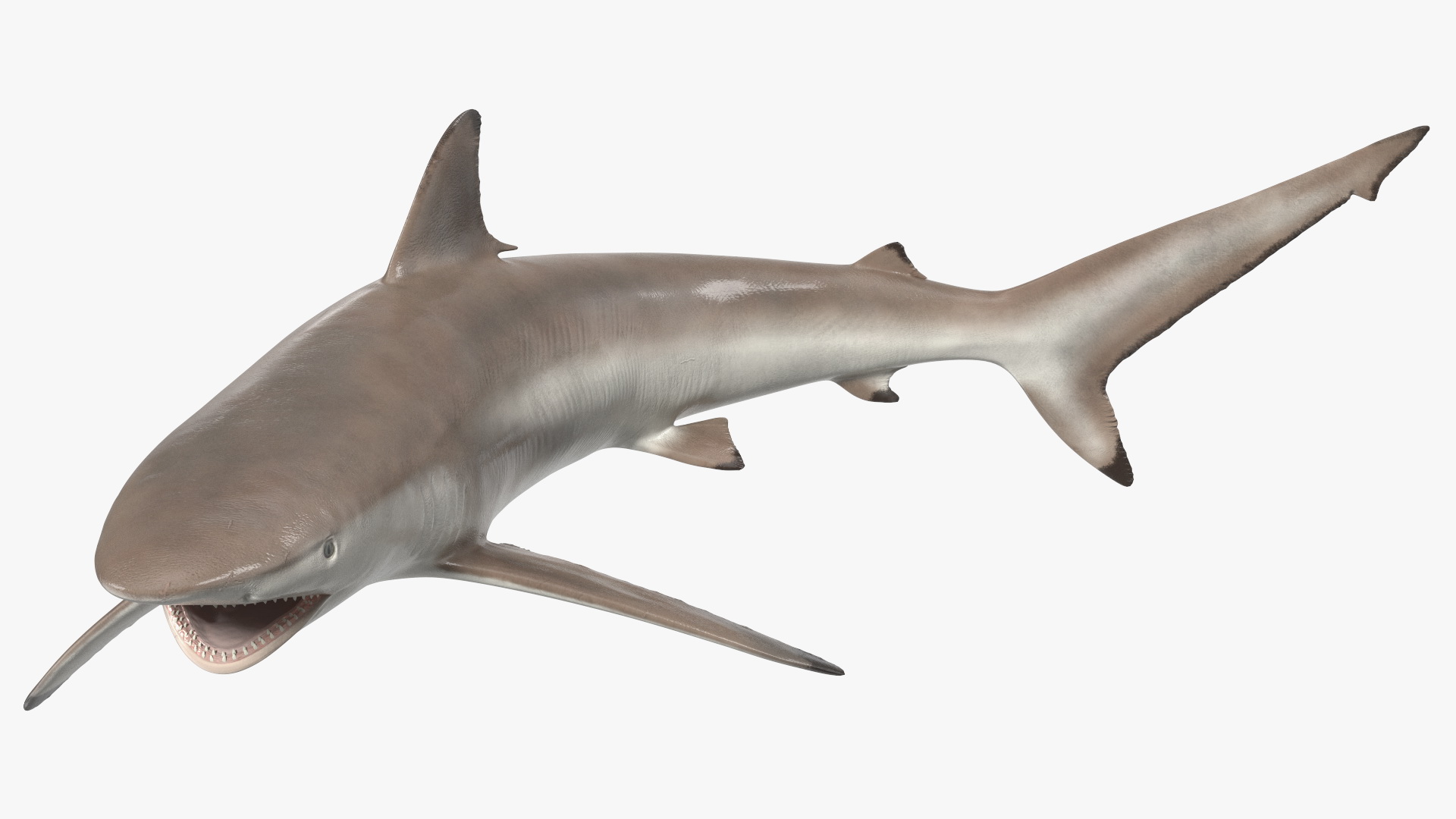 3D model Spinner Shark or Carcharhinus Brevipinna