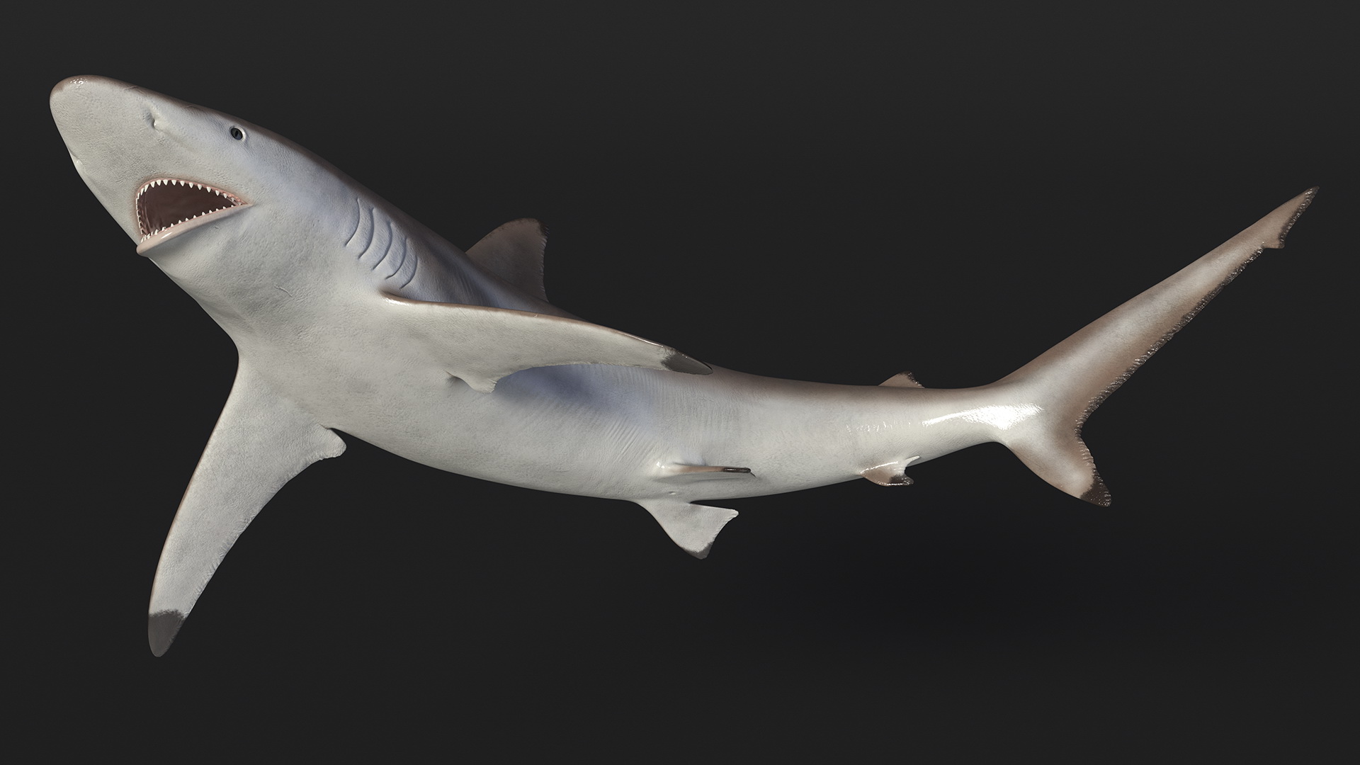 3D model Spinner Shark or Carcharhinus Brevipinna