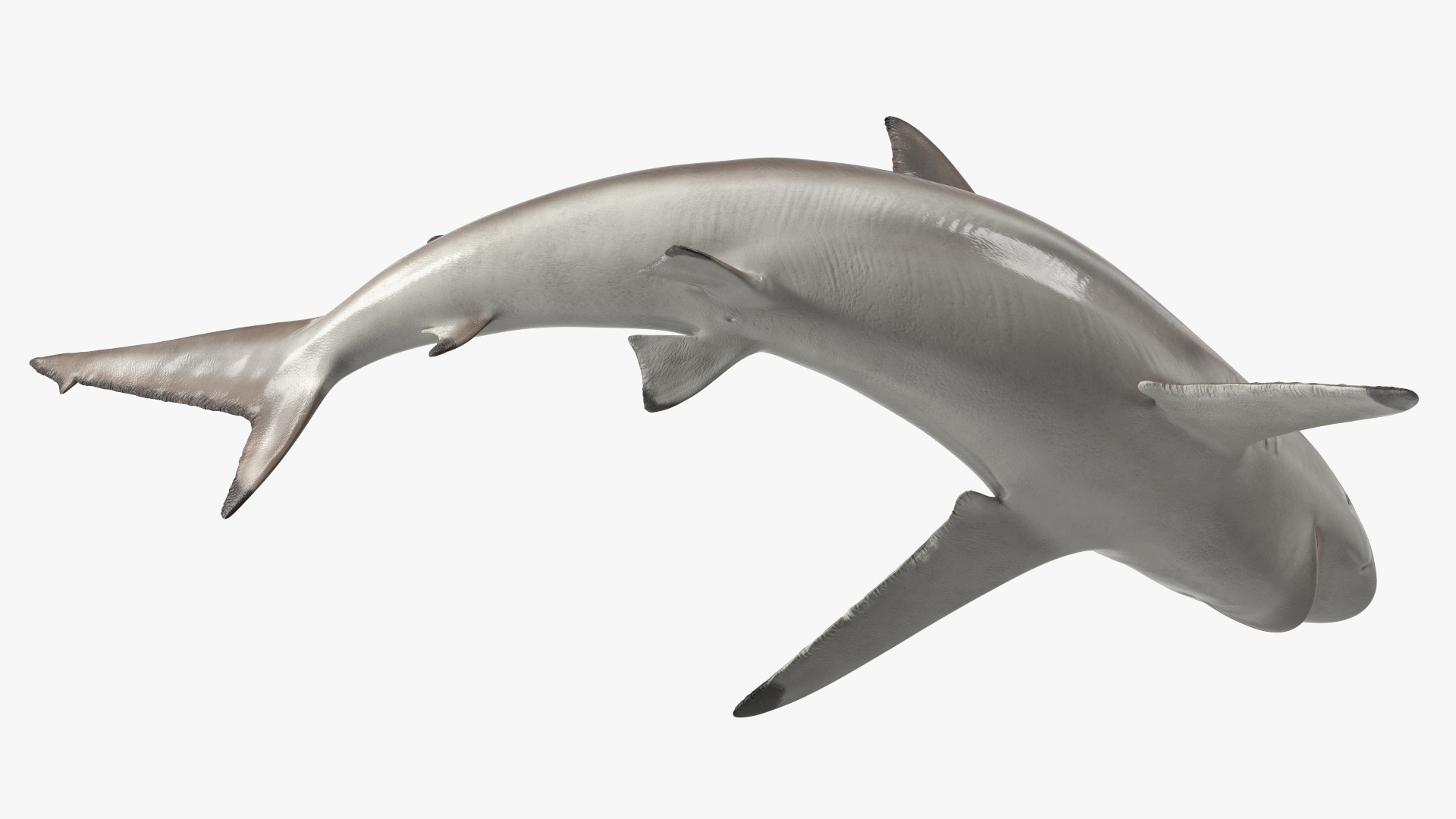 3D model Spinner Shark or Carcharhinus Brevipinna