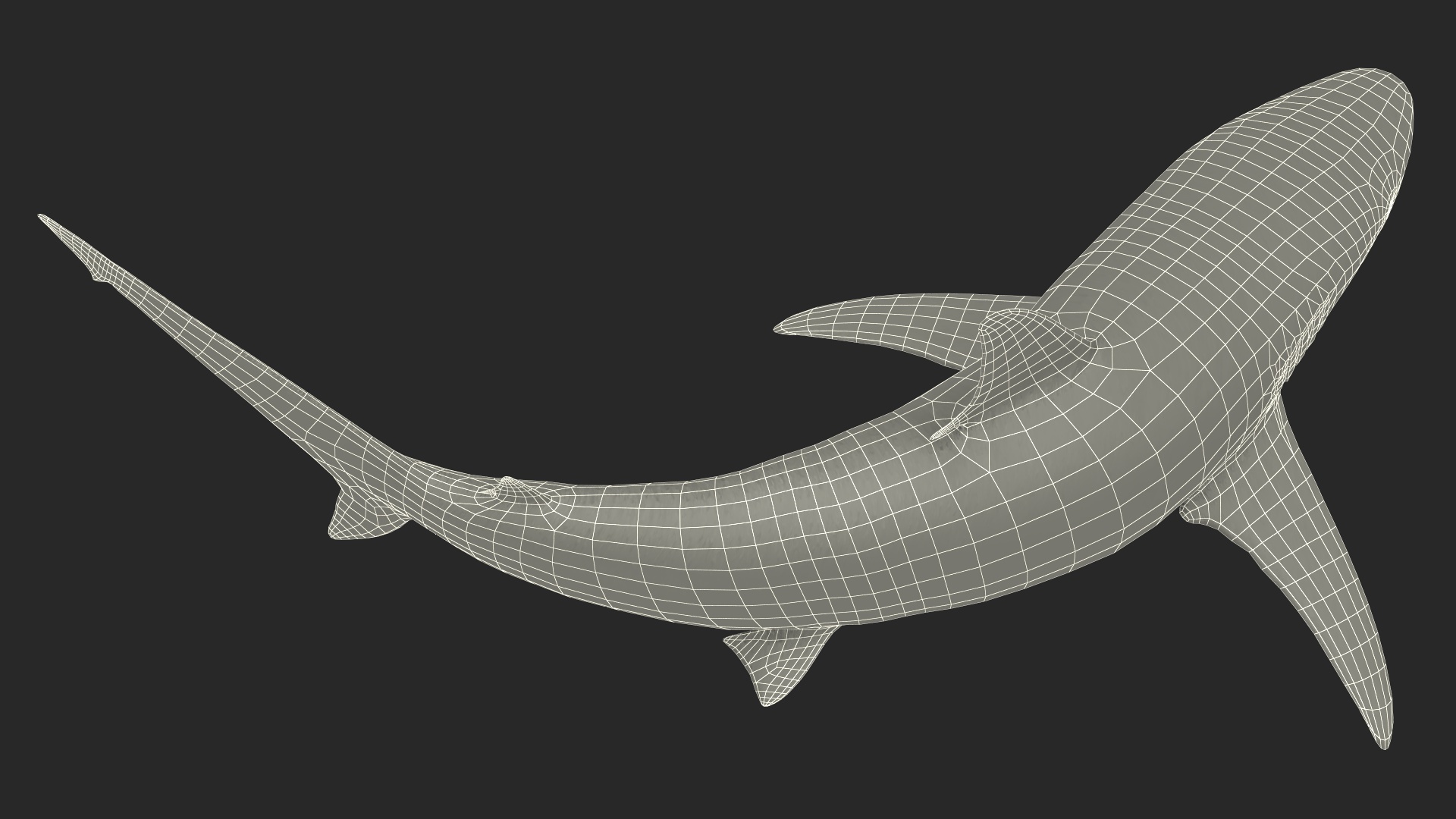 3D model Spinner Shark or Carcharhinus Brevipinna