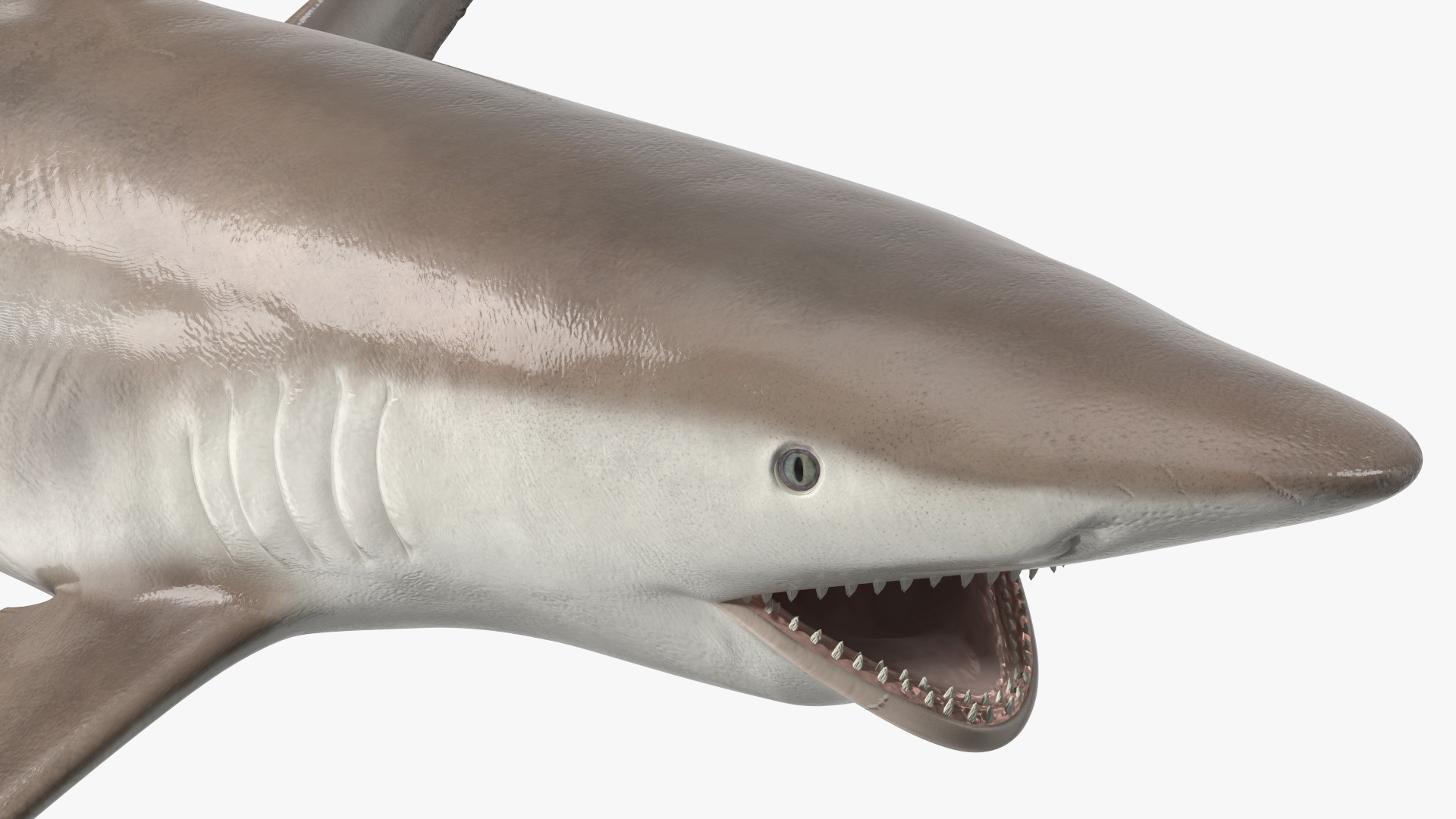 3D model Spinner Shark or Carcharhinus Brevipinna