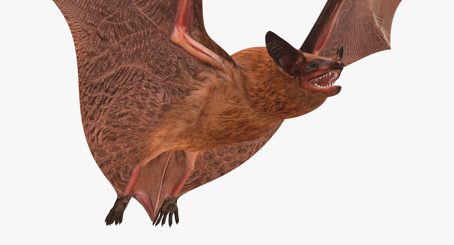 3D model Flying Bat