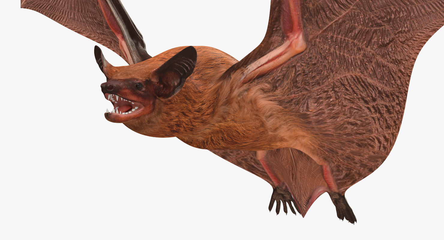 3D model Flying Bat