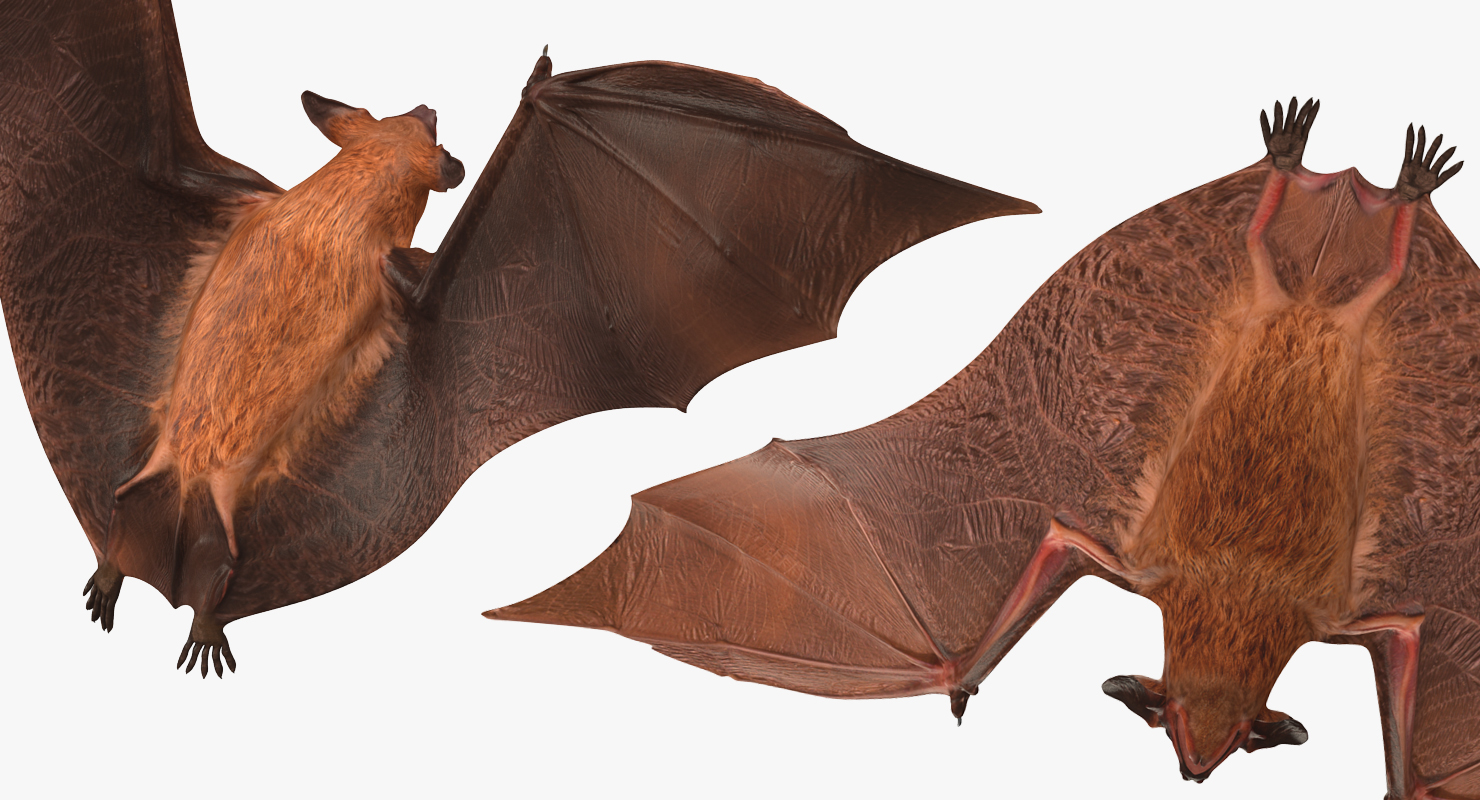 3D model Flying Bat