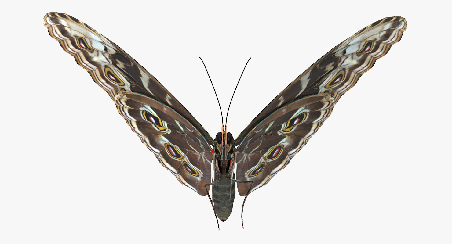 3D Common Morpho Butterfly model