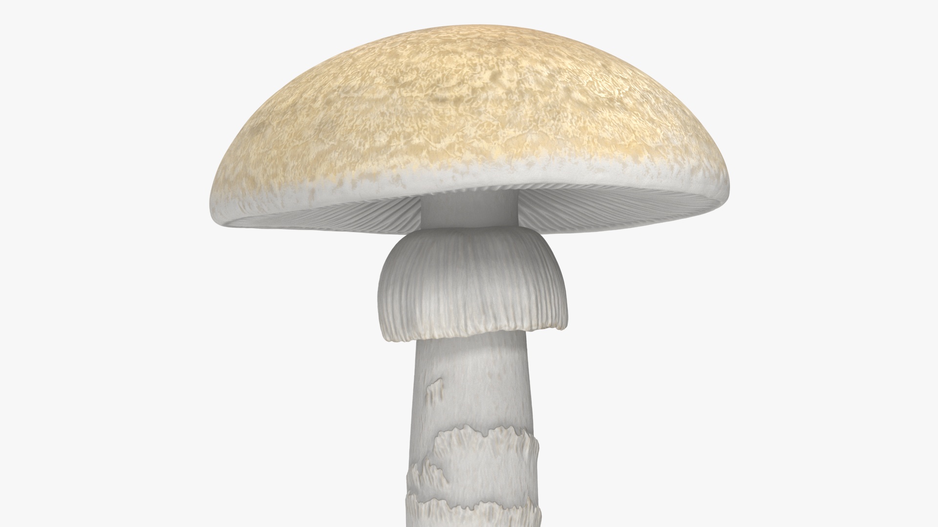 Toadstool 3D model