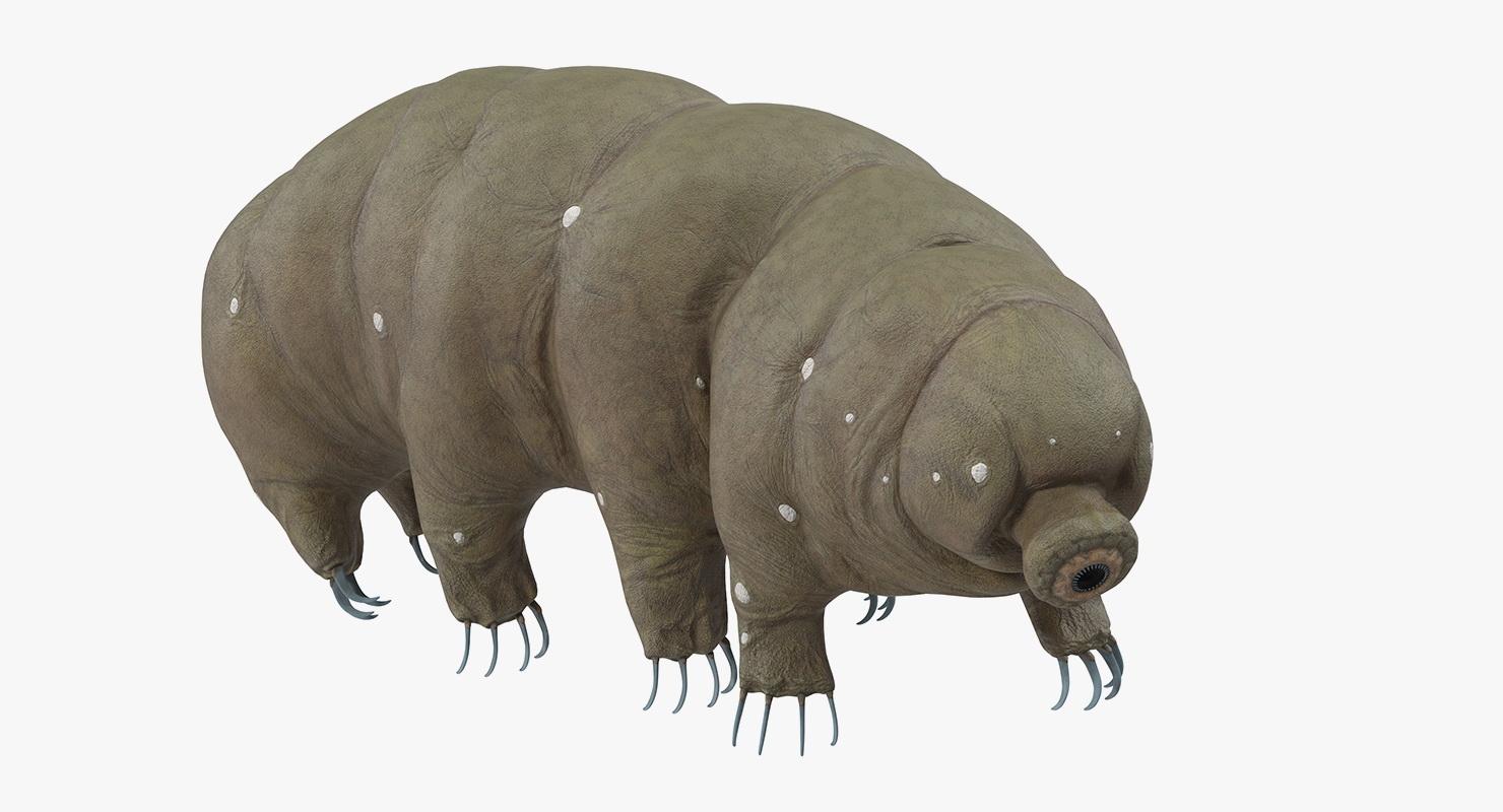 Tardigrade Rigged 3D