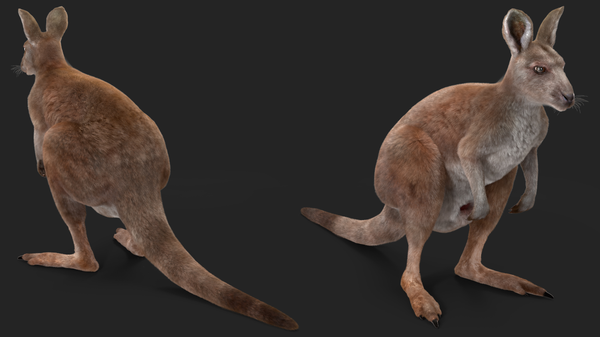 3D Female Kangaroo Fur Rigged