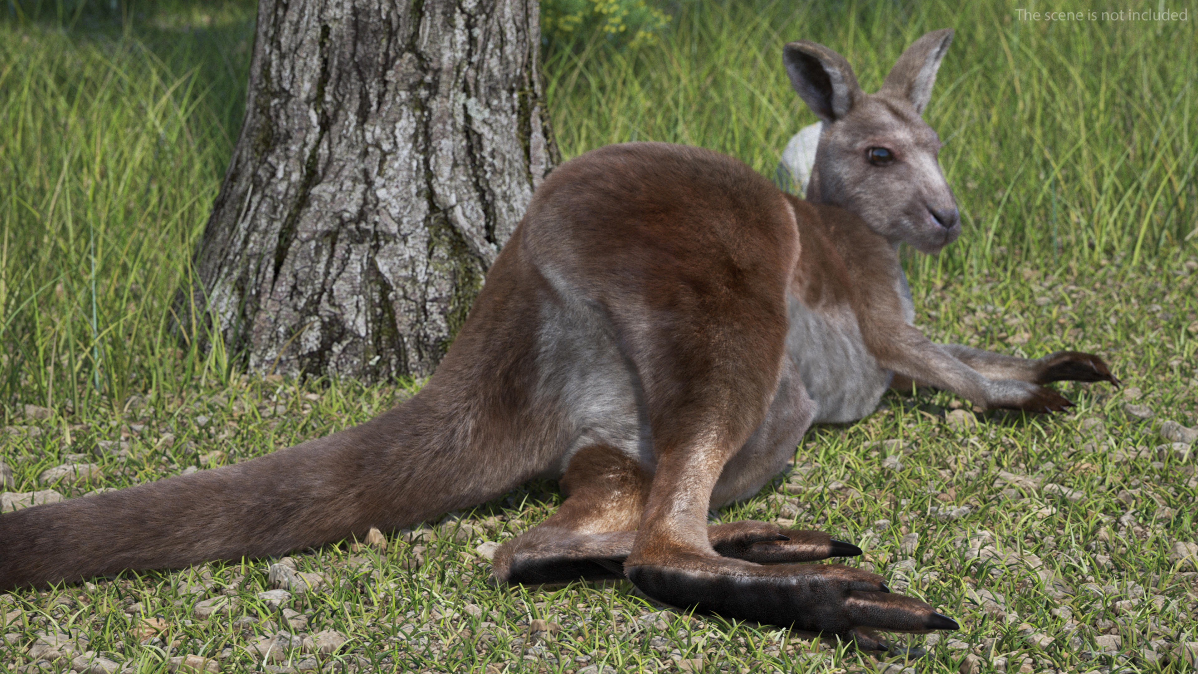 3D Female Kangaroo Fur Rigged