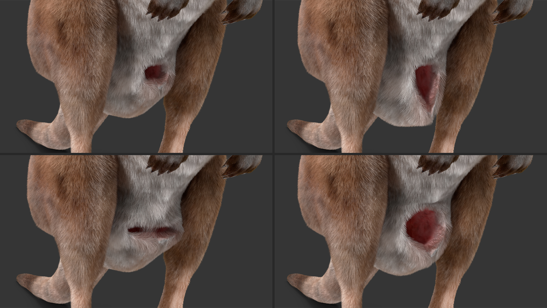 3D Female Kangaroo Fur Rigged