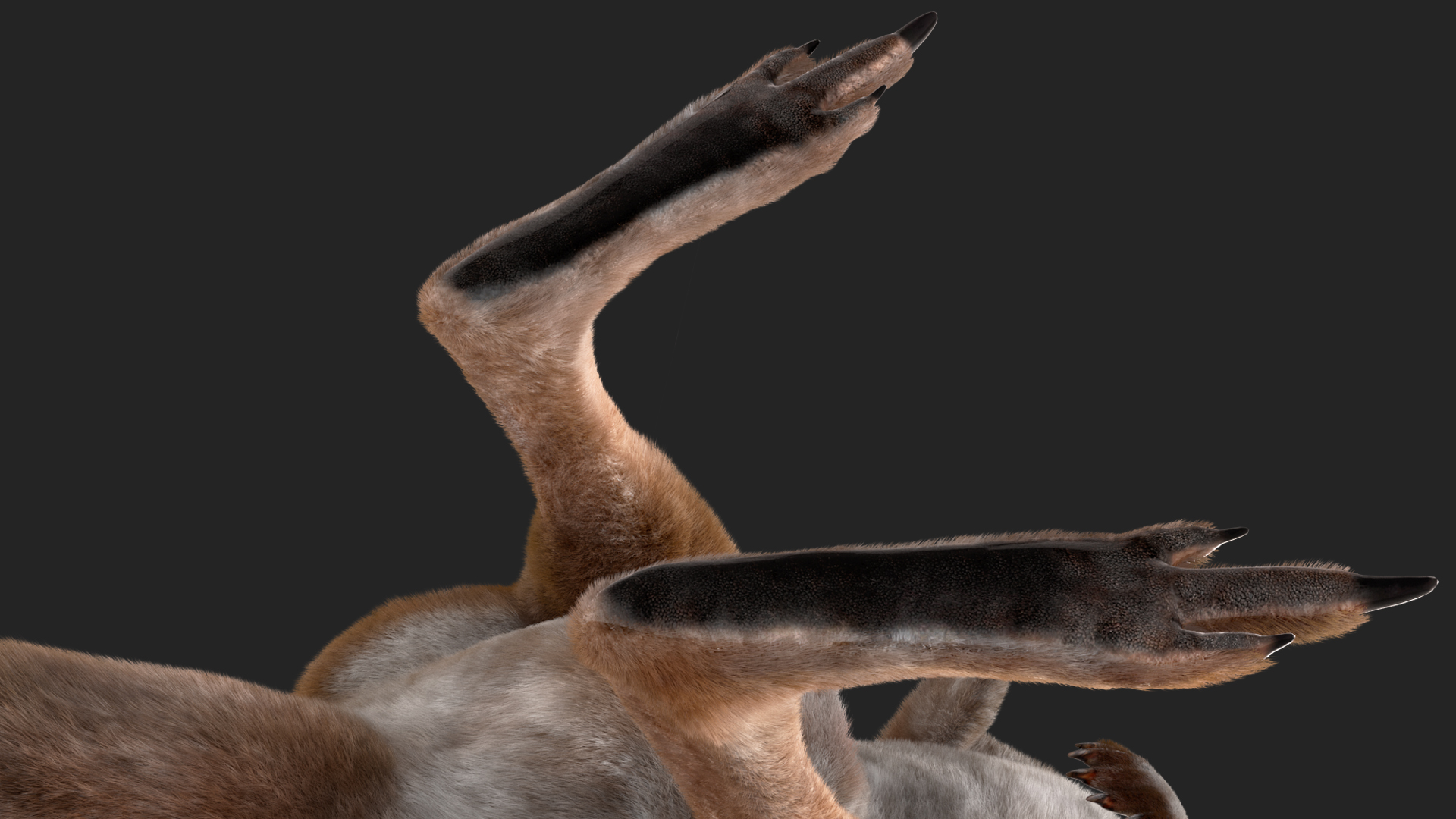 3D Female Kangaroo Fur Rigged