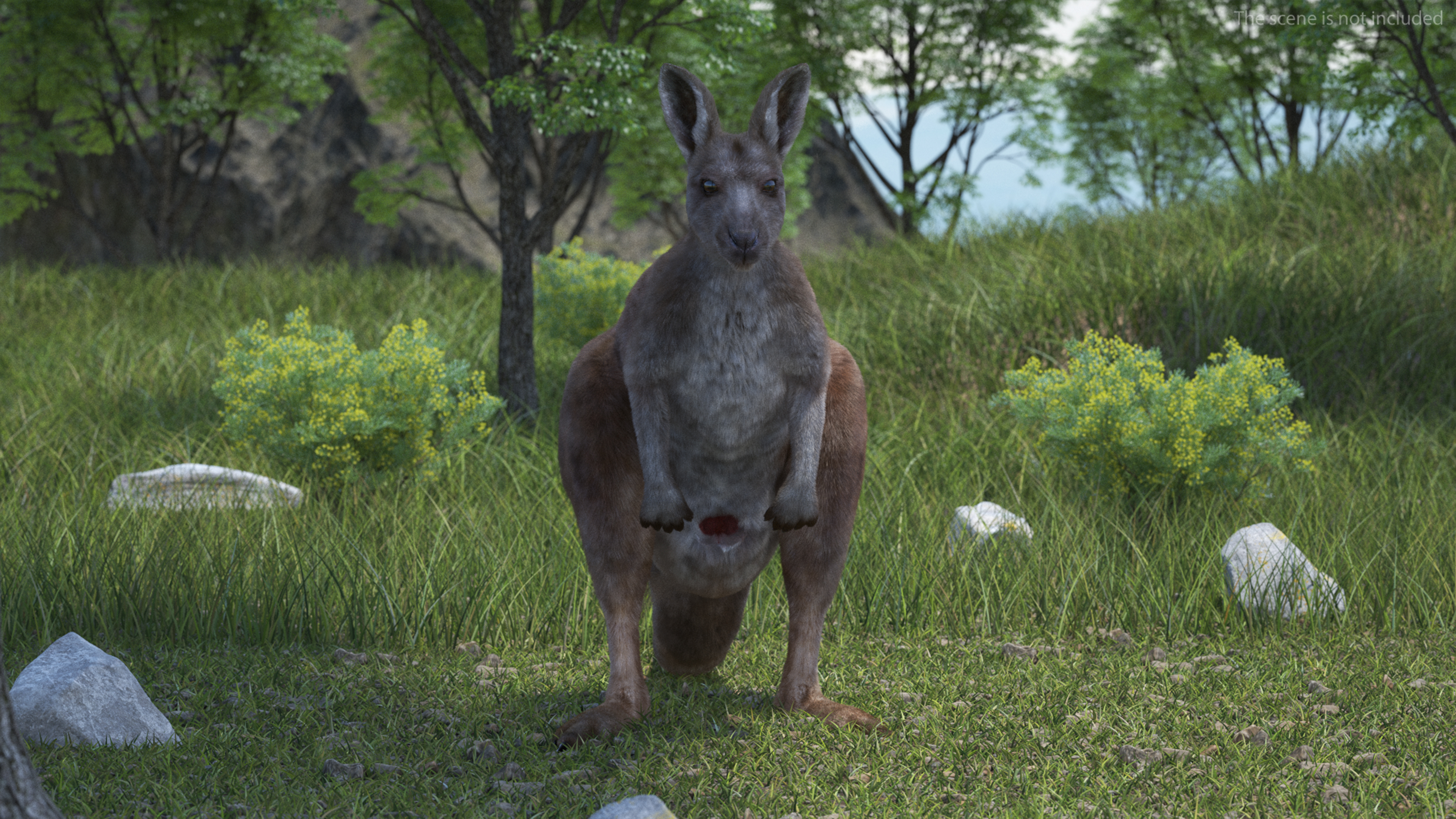 3D Female Kangaroo Fur Rigged