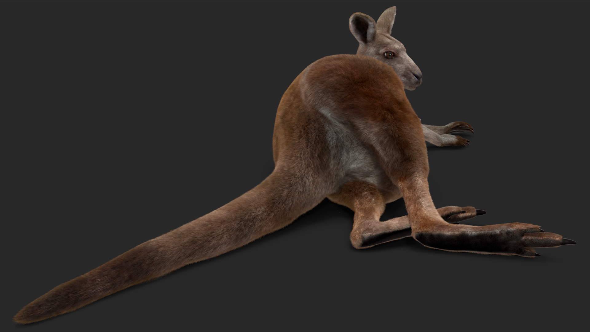 3D Female Kangaroo Fur Rigged