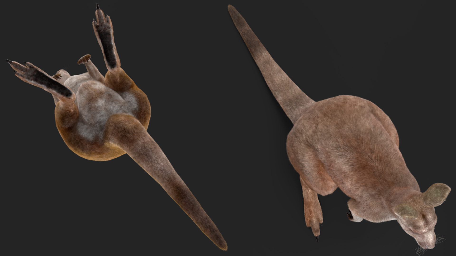 3D Female Kangaroo Fur Rigged