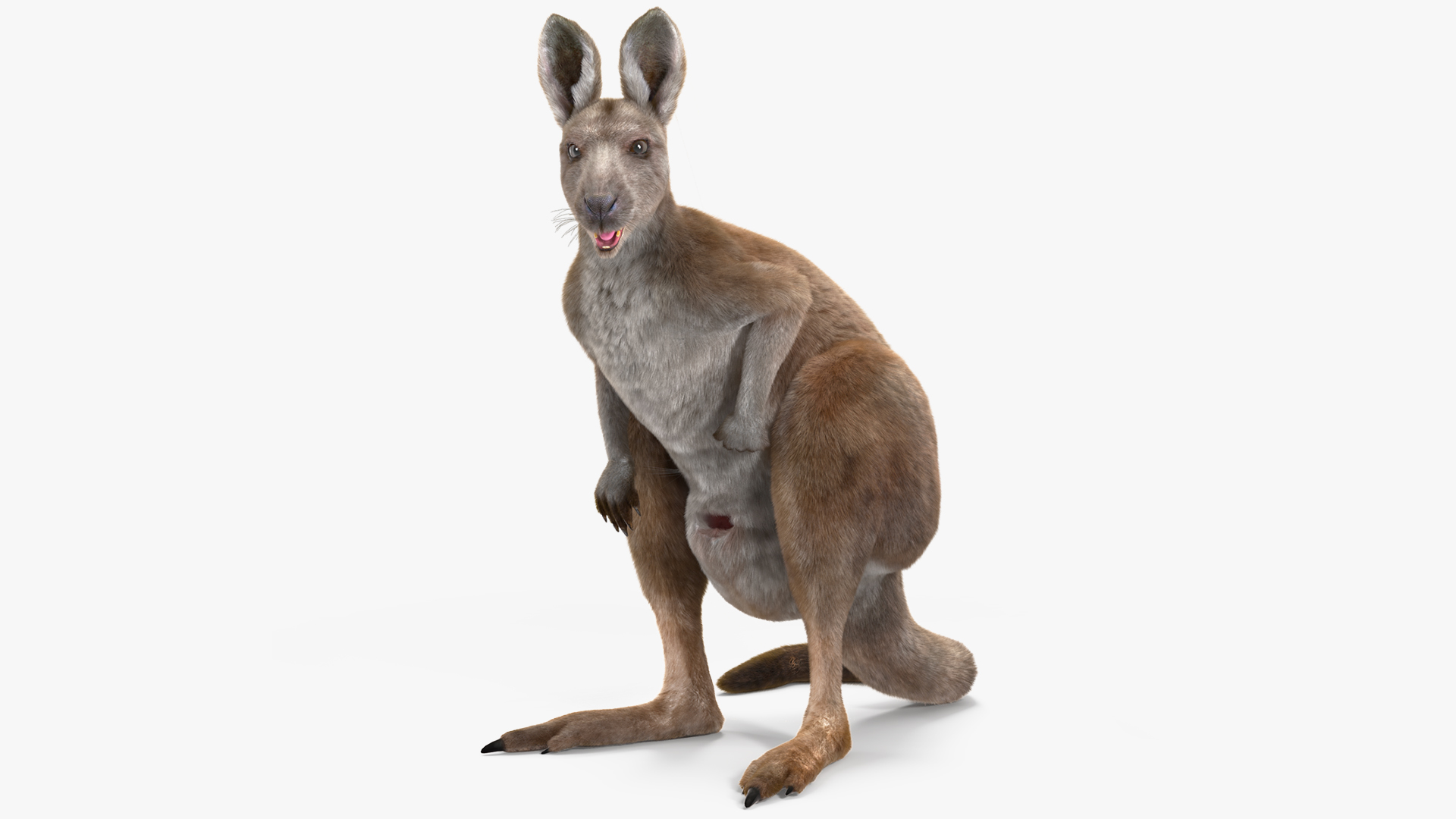 3D Female Kangaroo Fur Rigged