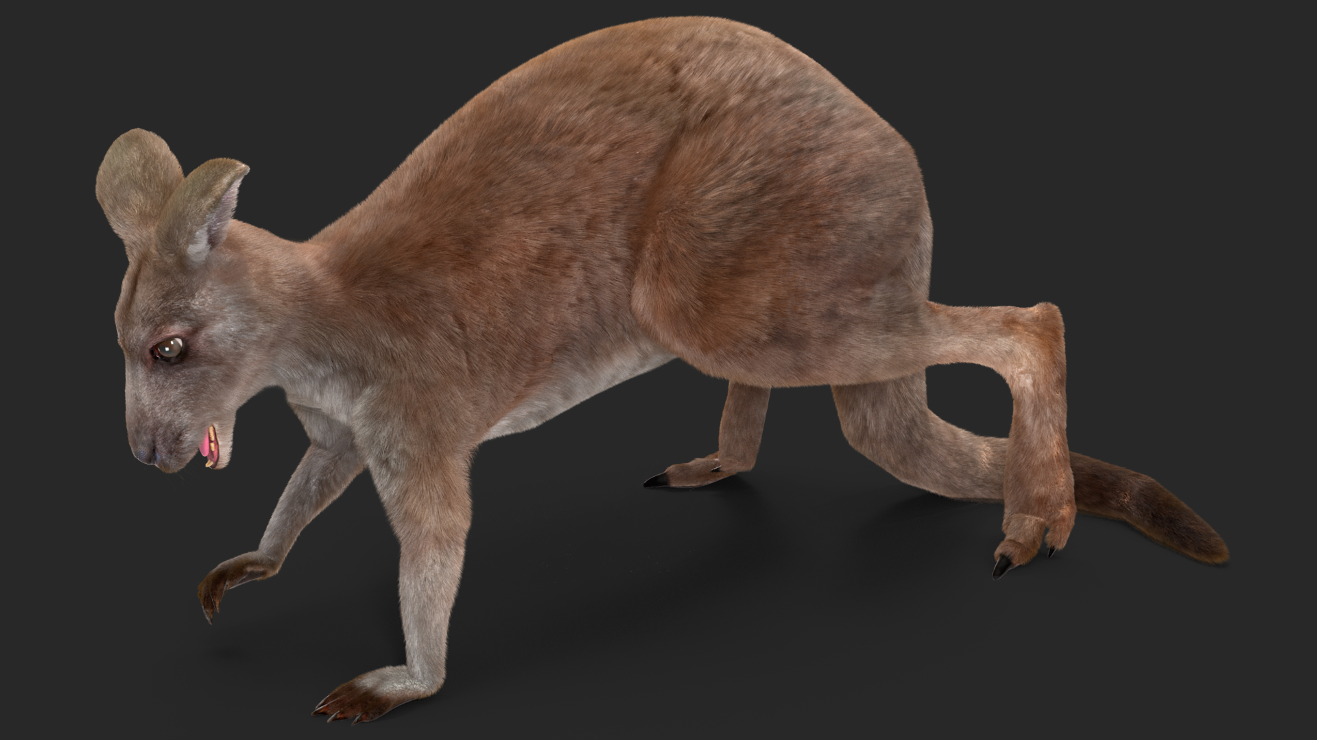 3D Female Kangaroo Fur Rigged