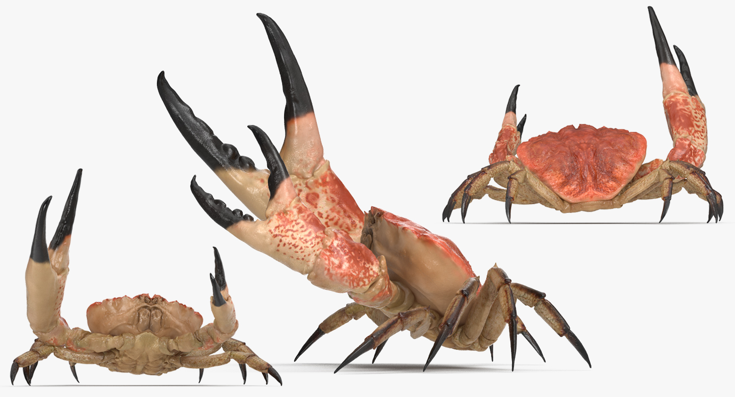 Tasmanian Giant Crab Fighting Pose 3D model