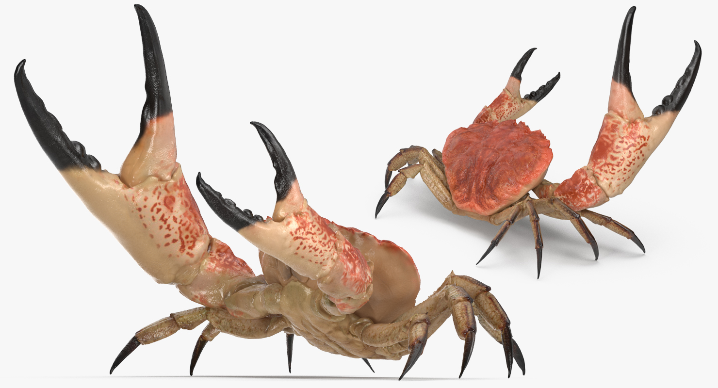 Tasmanian Giant Crab Fighting Pose 3D model