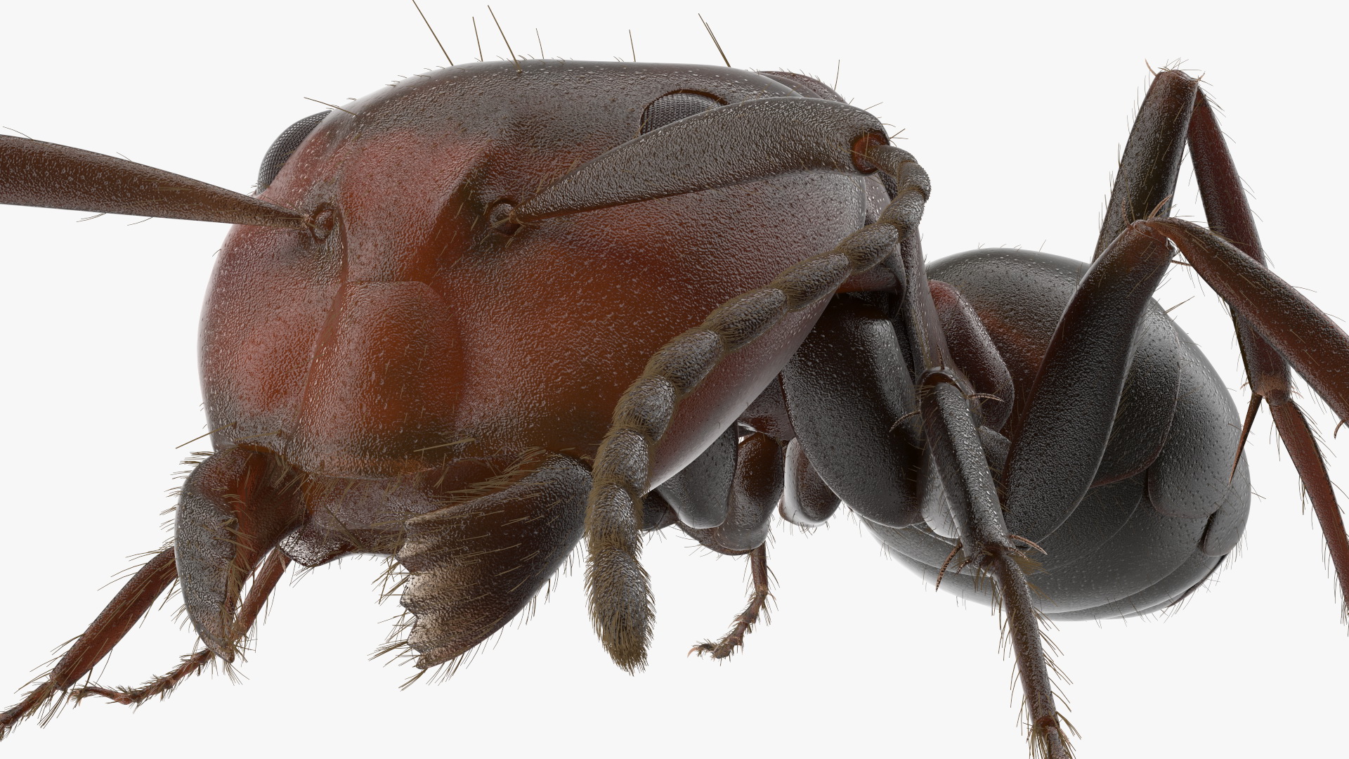 Realistic Ant Insect Fur 3D model