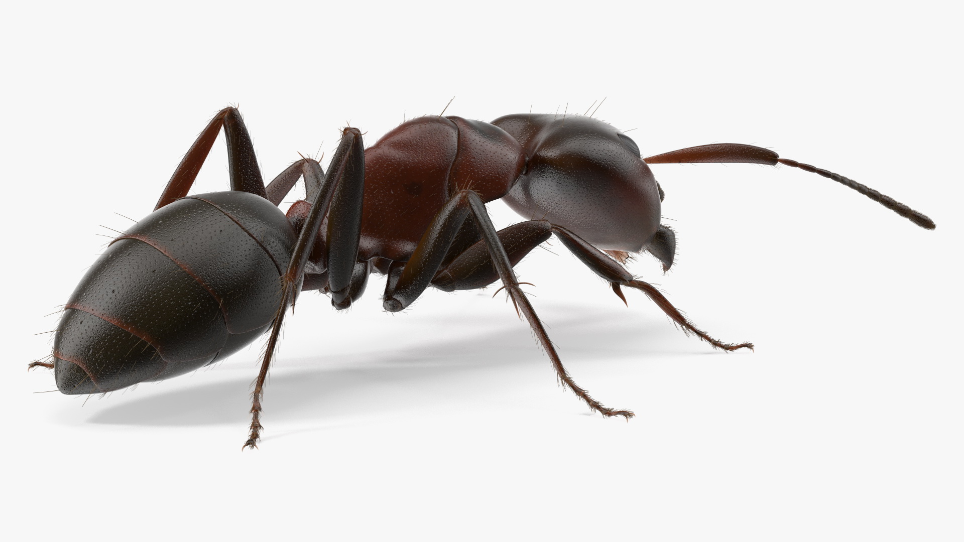 Realistic Ant Insect Fur 3D model