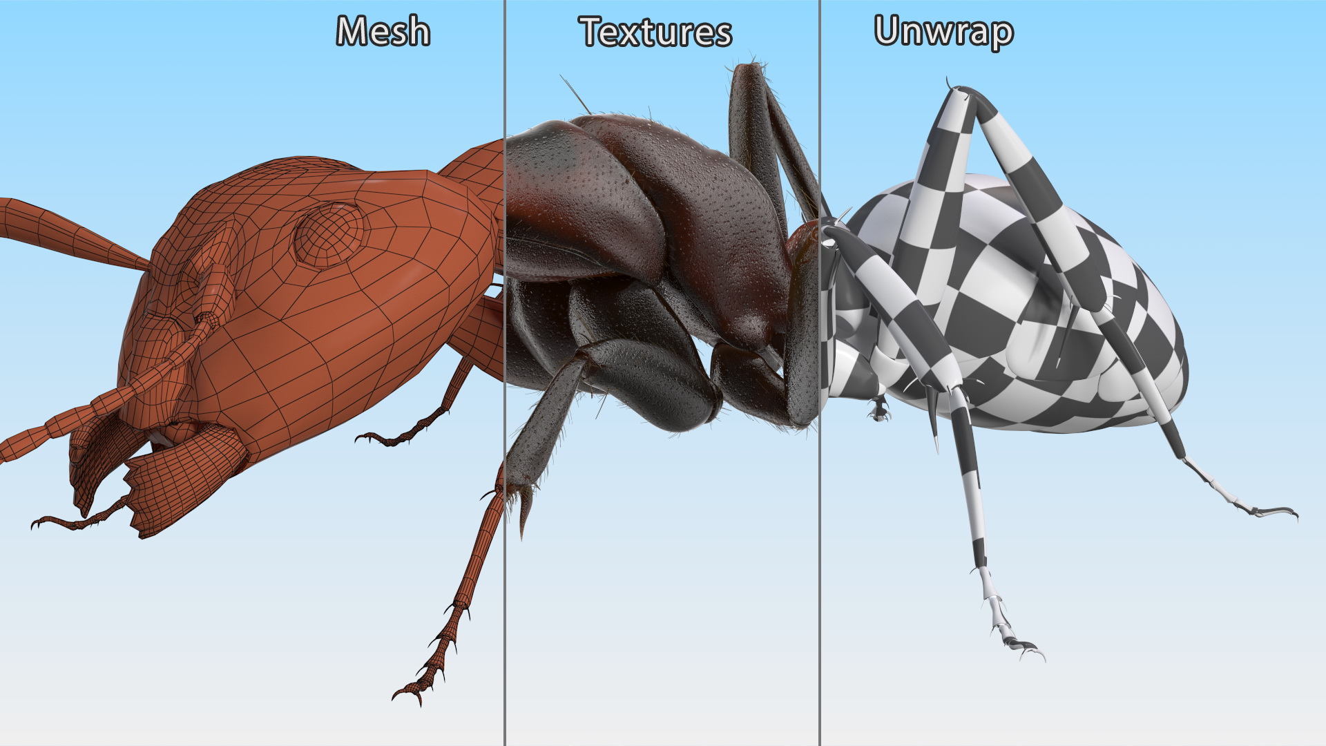 Realistic Ant Insect Fur 3D model