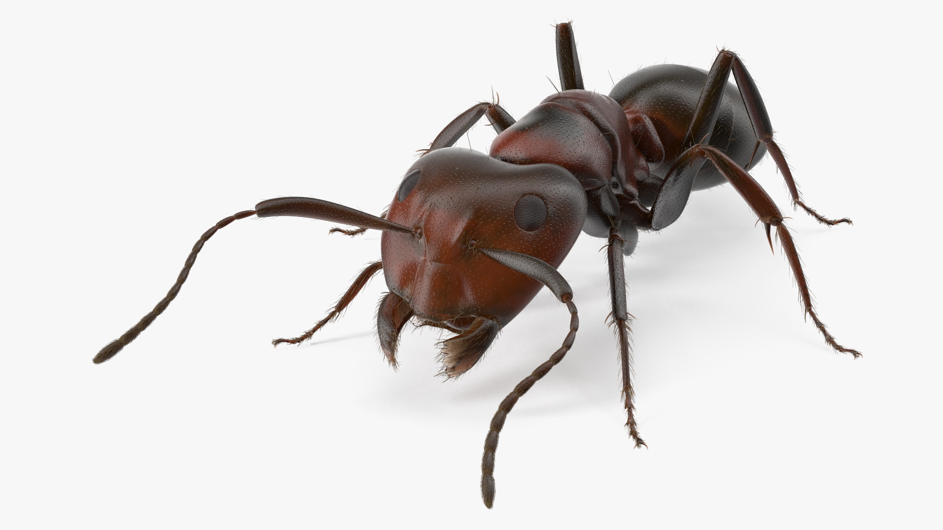 Realistic Ant Insect Fur 3D model