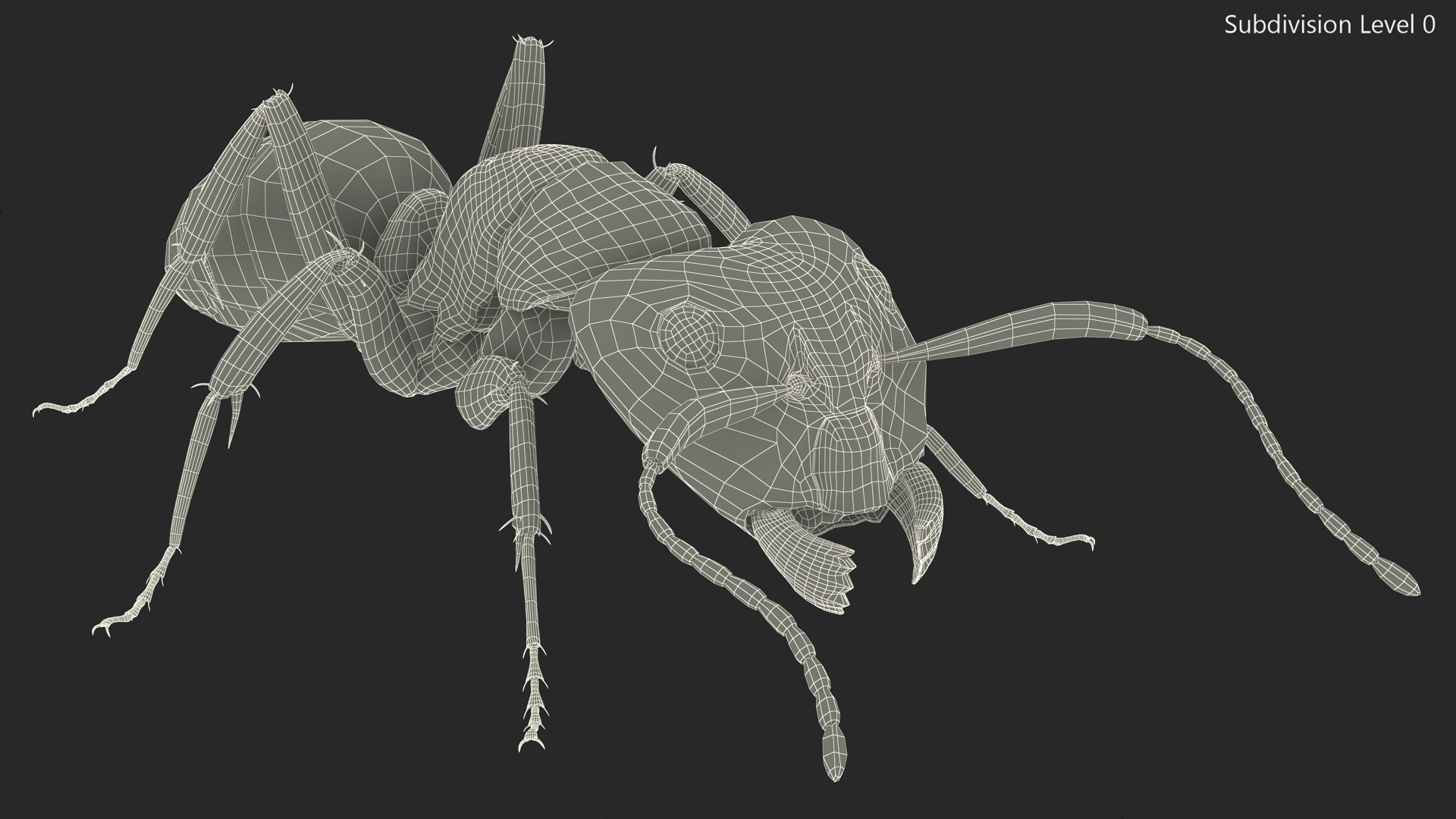 Realistic Ant Insect Fur 3D model