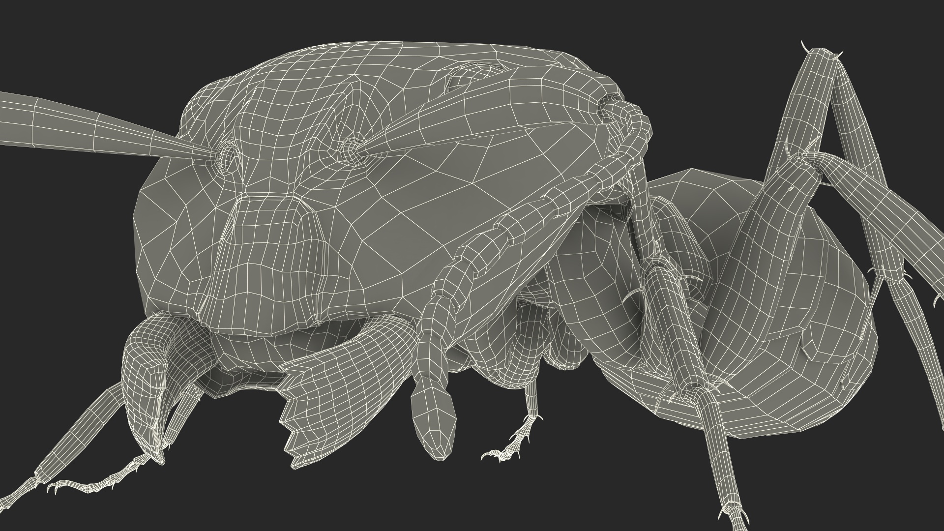 Realistic Ant Insect Fur 3D model