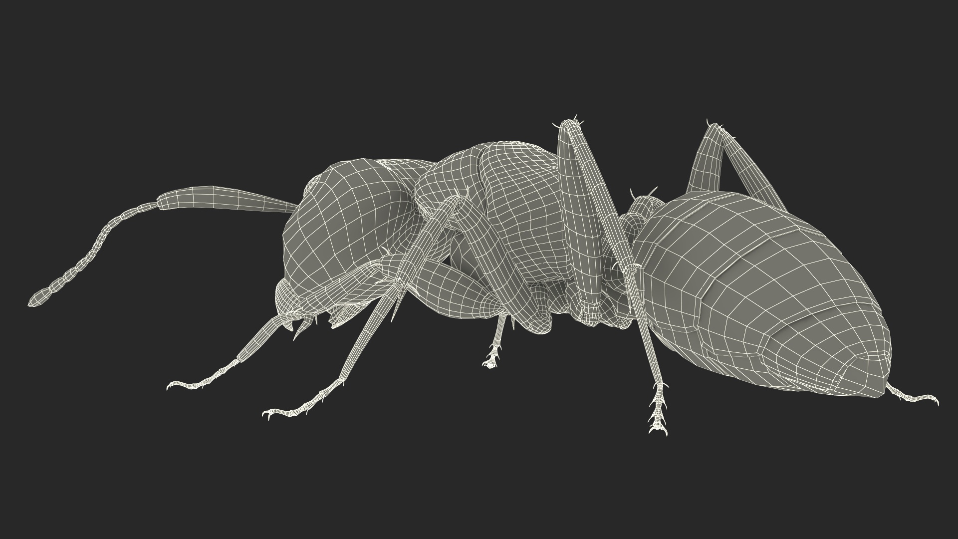 Realistic Ant Insect Fur 3D model