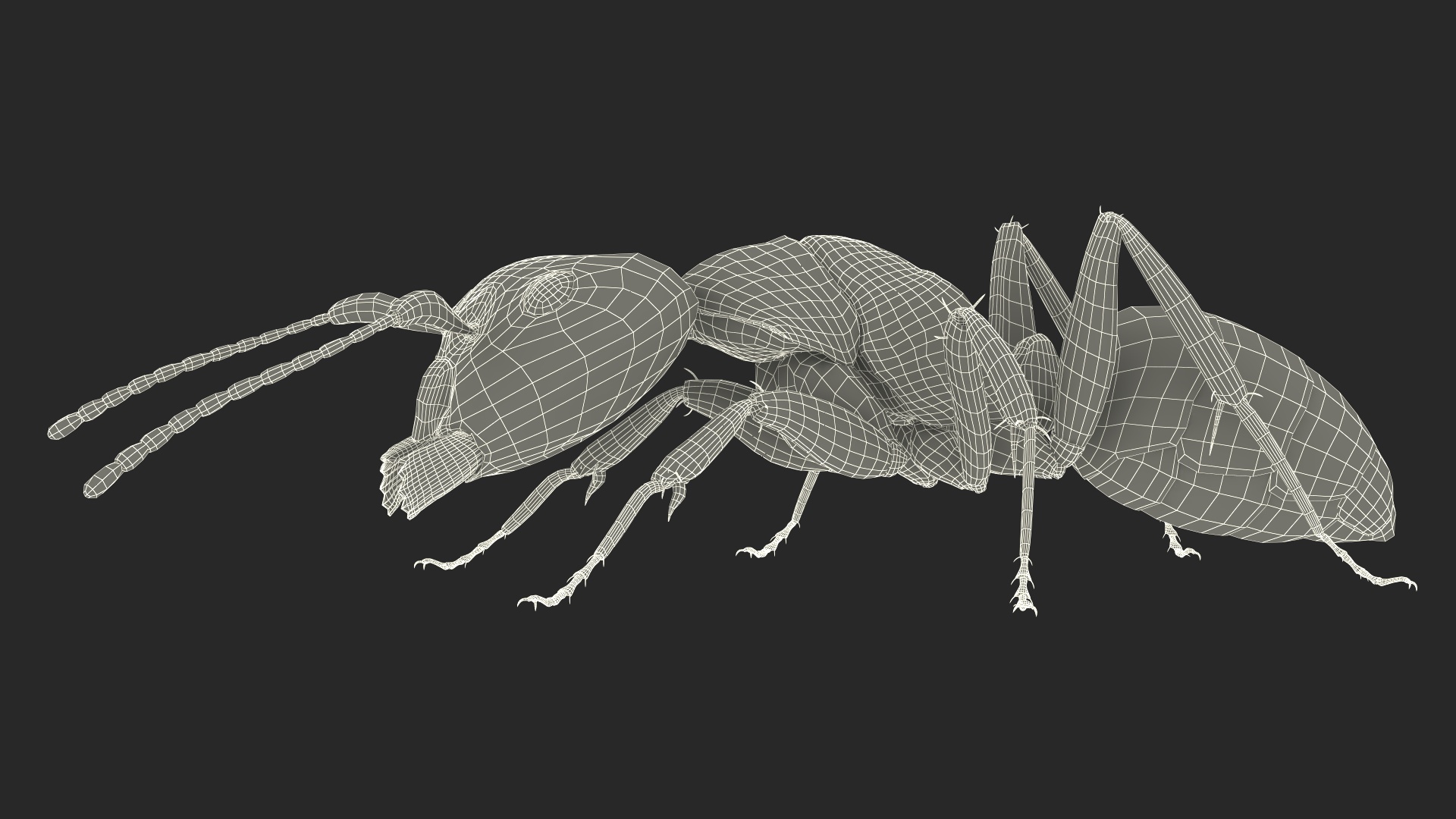 Realistic Ant Insect Fur 3D model