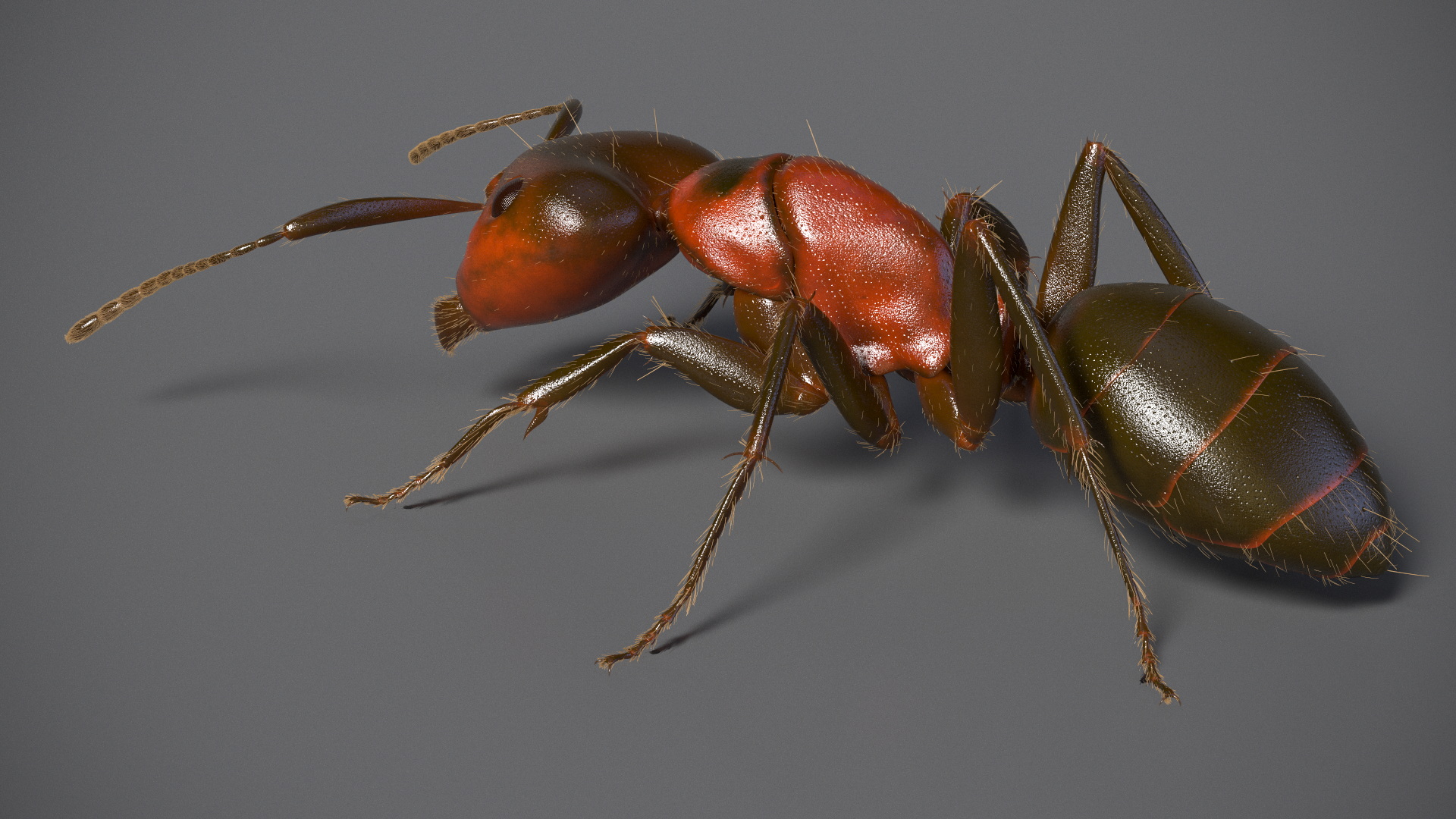 Realistic Ant Insect Fur 3D model