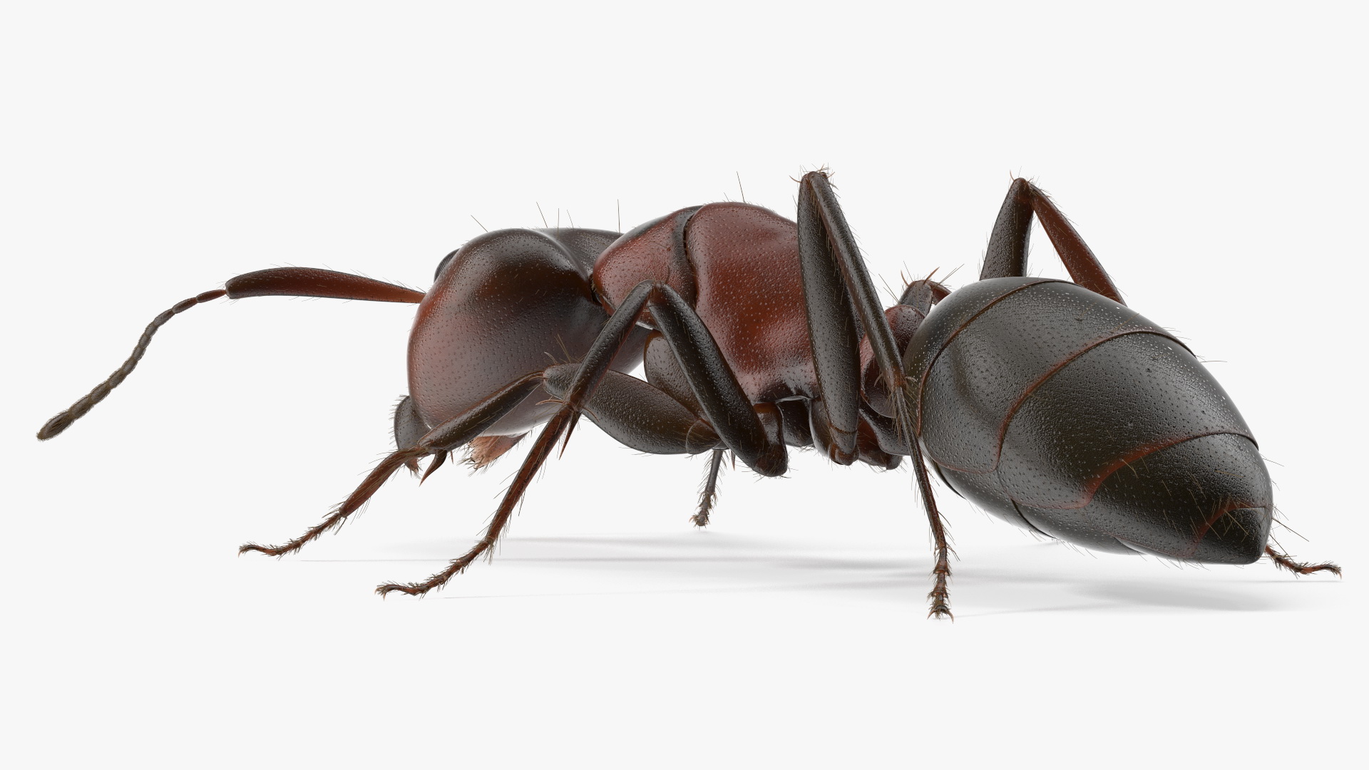 Realistic Ant Insect Fur 3D model