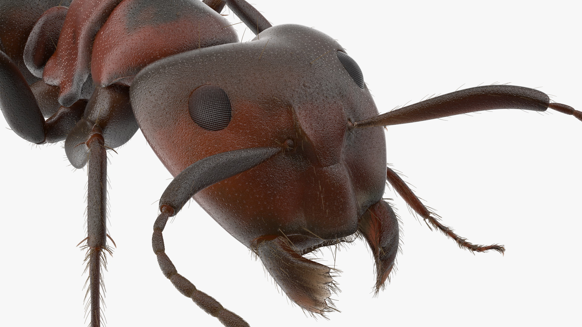 Realistic Ant Insect Fur 3D model