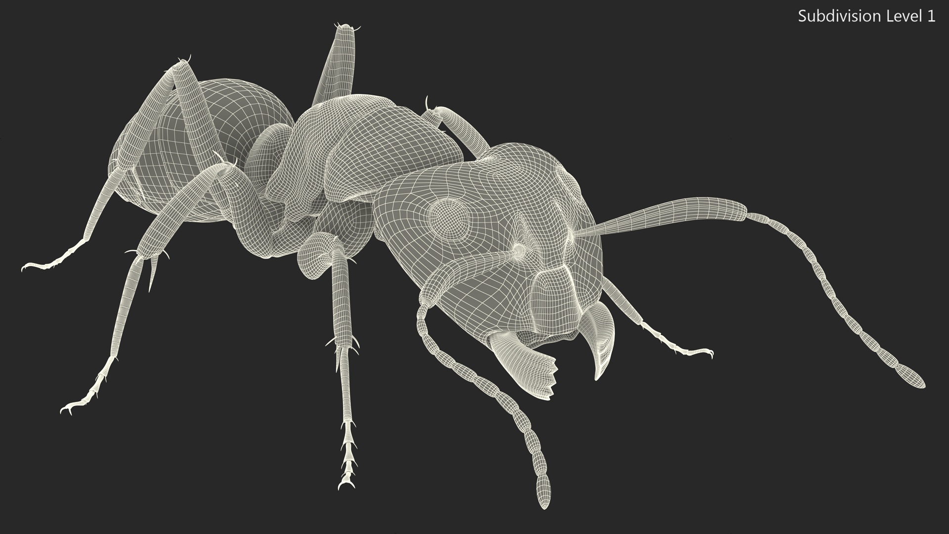 Realistic Ant Insect Fur 3D model