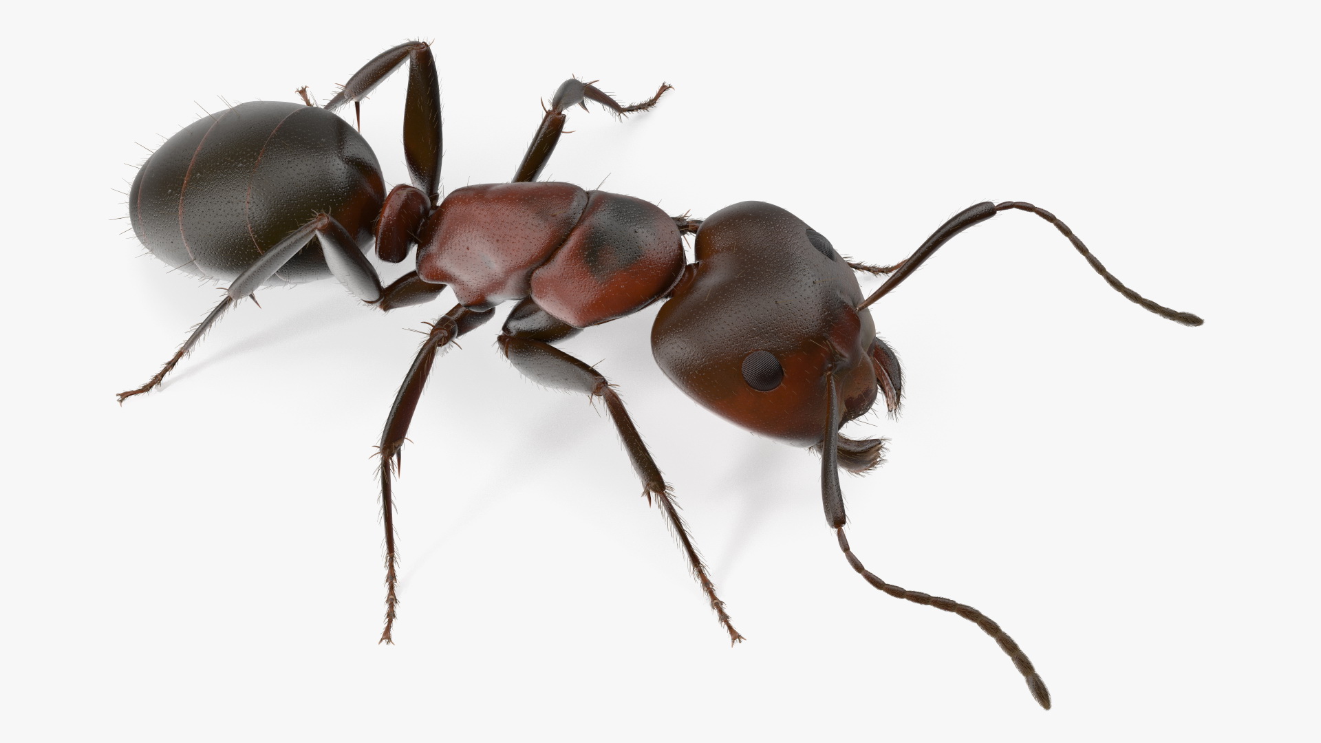 Realistic Ant Insect Fur 3D model