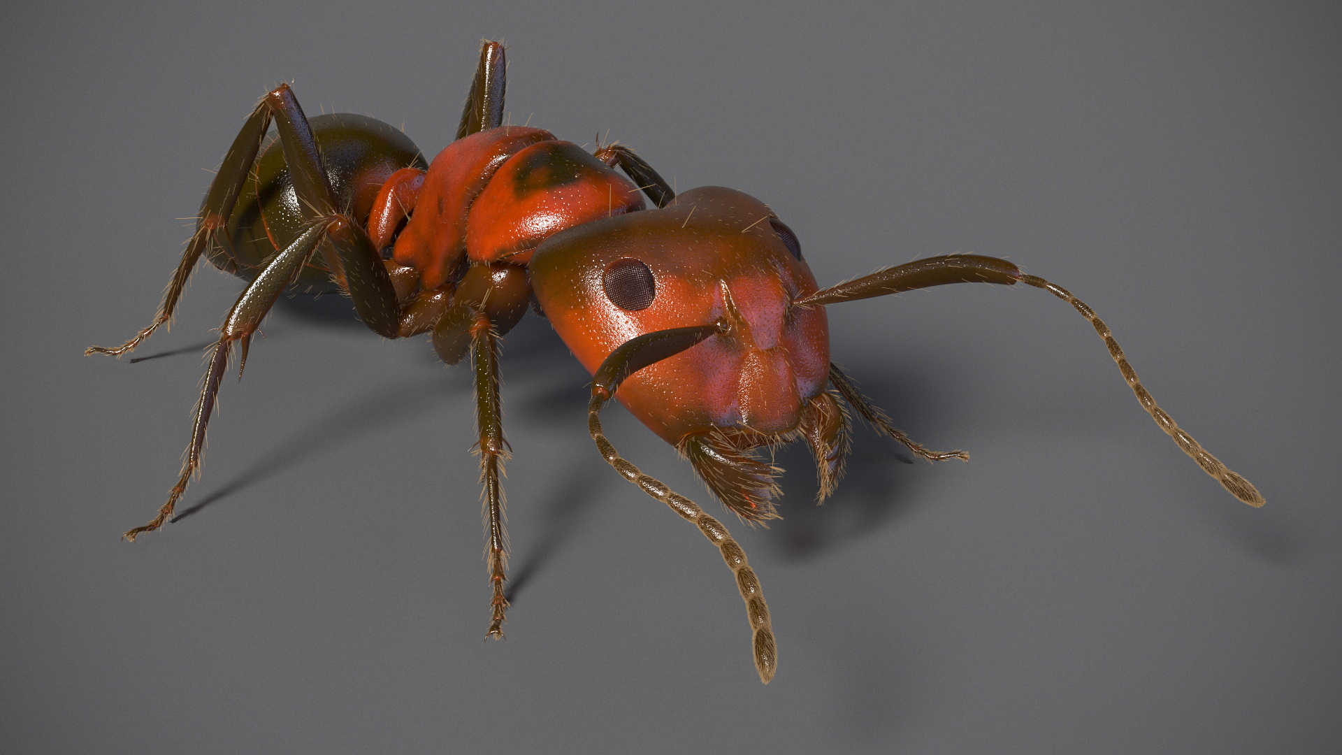 Realistic Ant Insect Fur 3D model